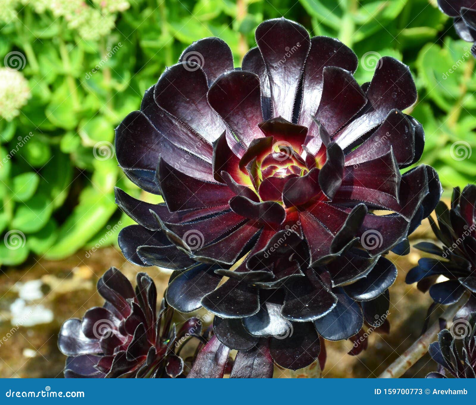 Aeonium arboreum flower stock image. Image of growth - 159700773