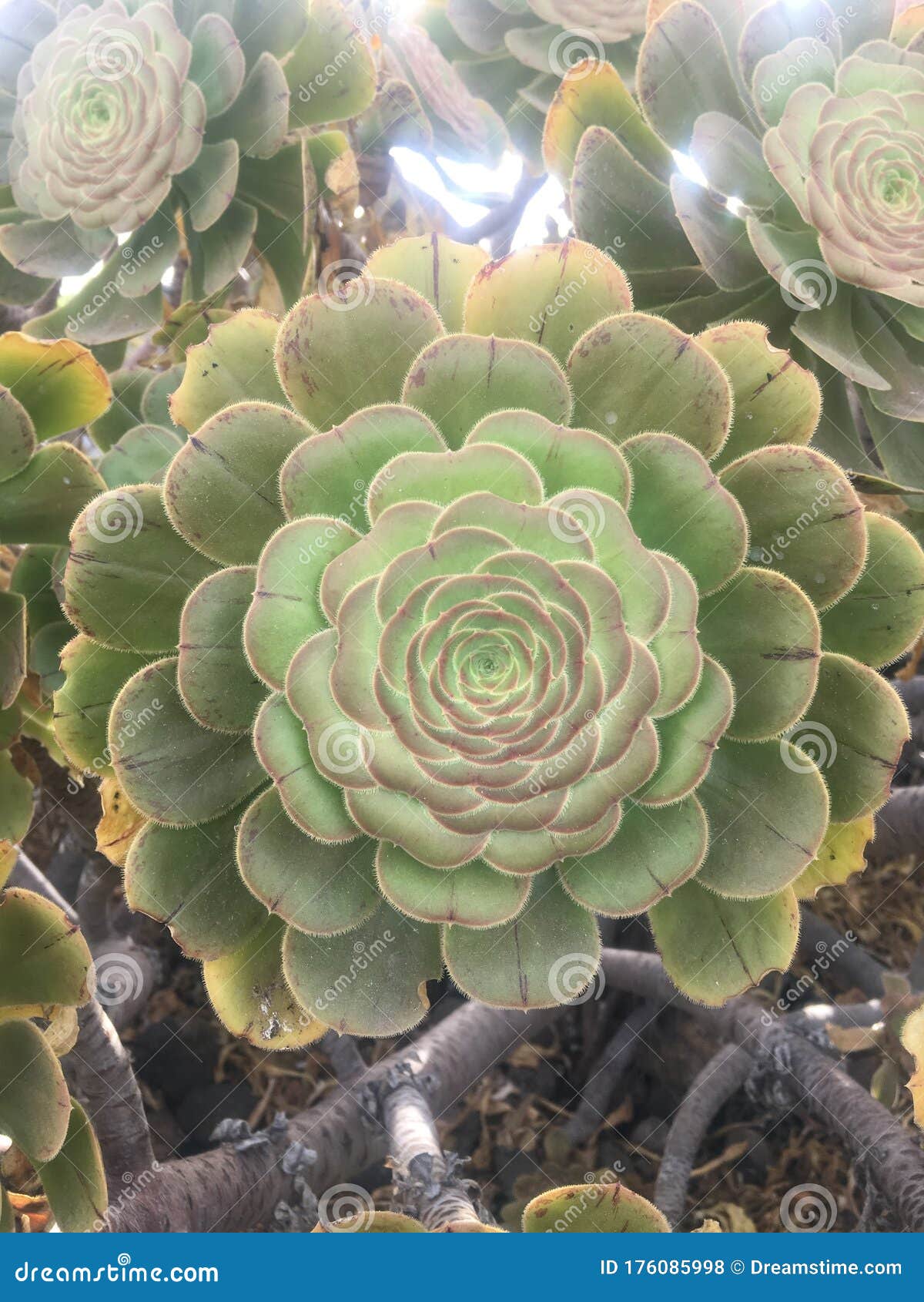 aeonium holochrysum closeup
