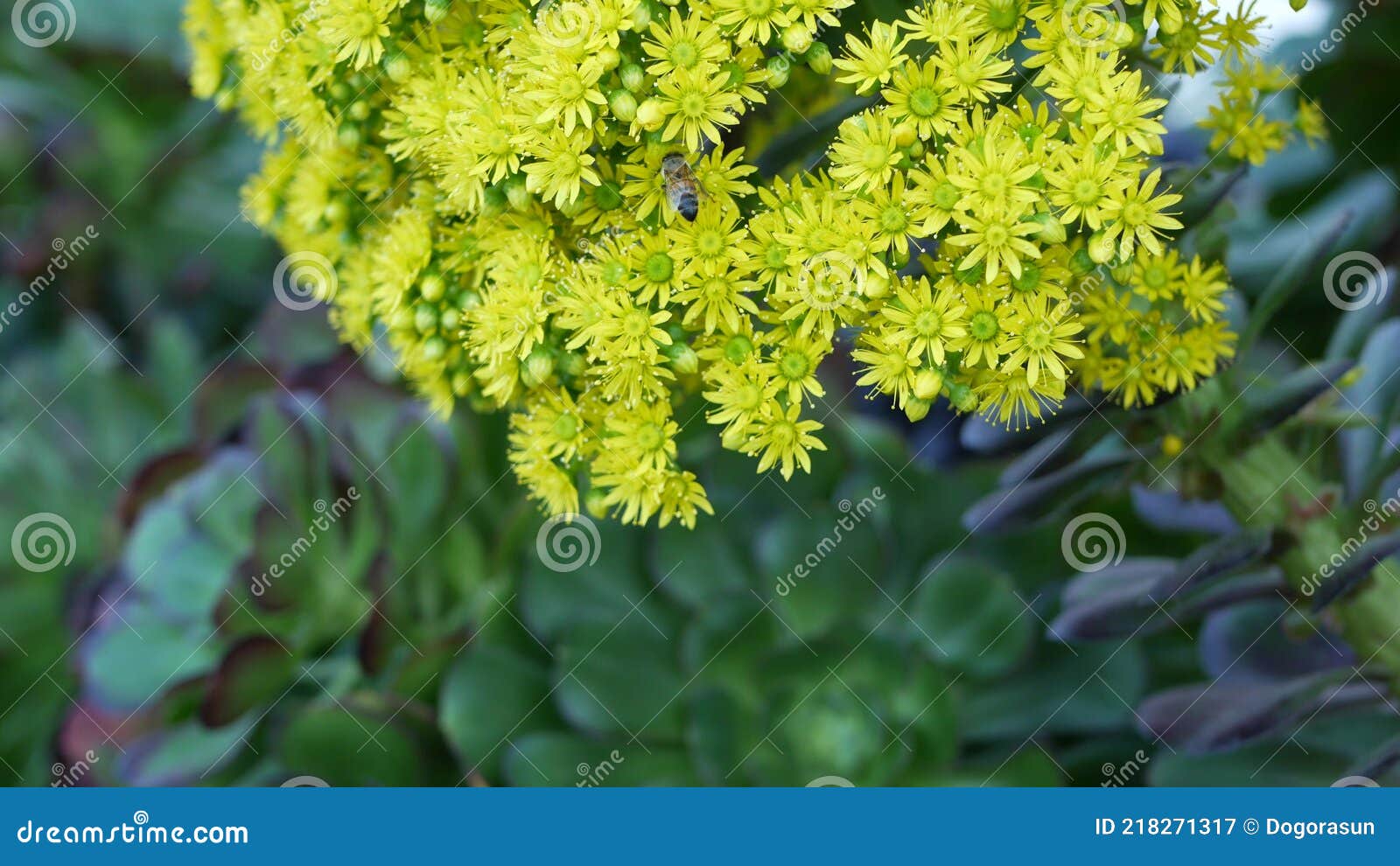 Aeonium Arboreum Houseleek Tree Yellow Flower, California USA. Irish ...