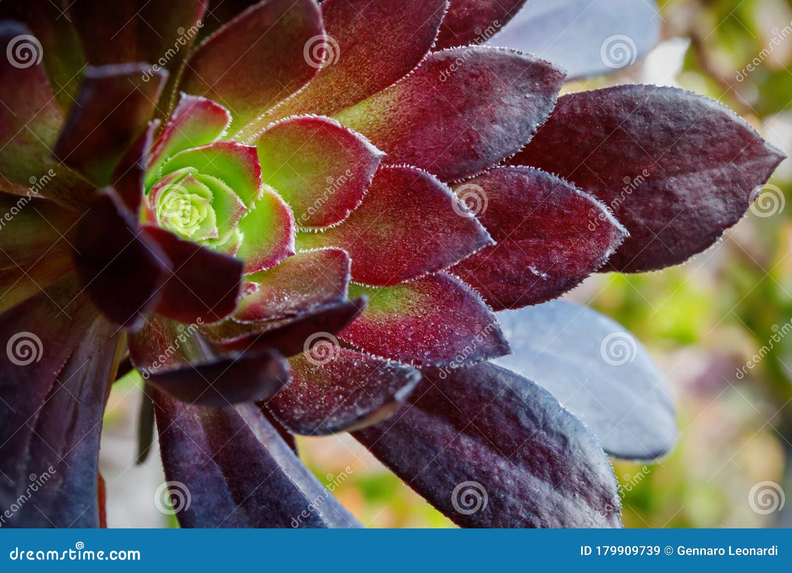 Aeonium Arboreum, Succulente Plant Crassulaceae Stock Afbeelding ...