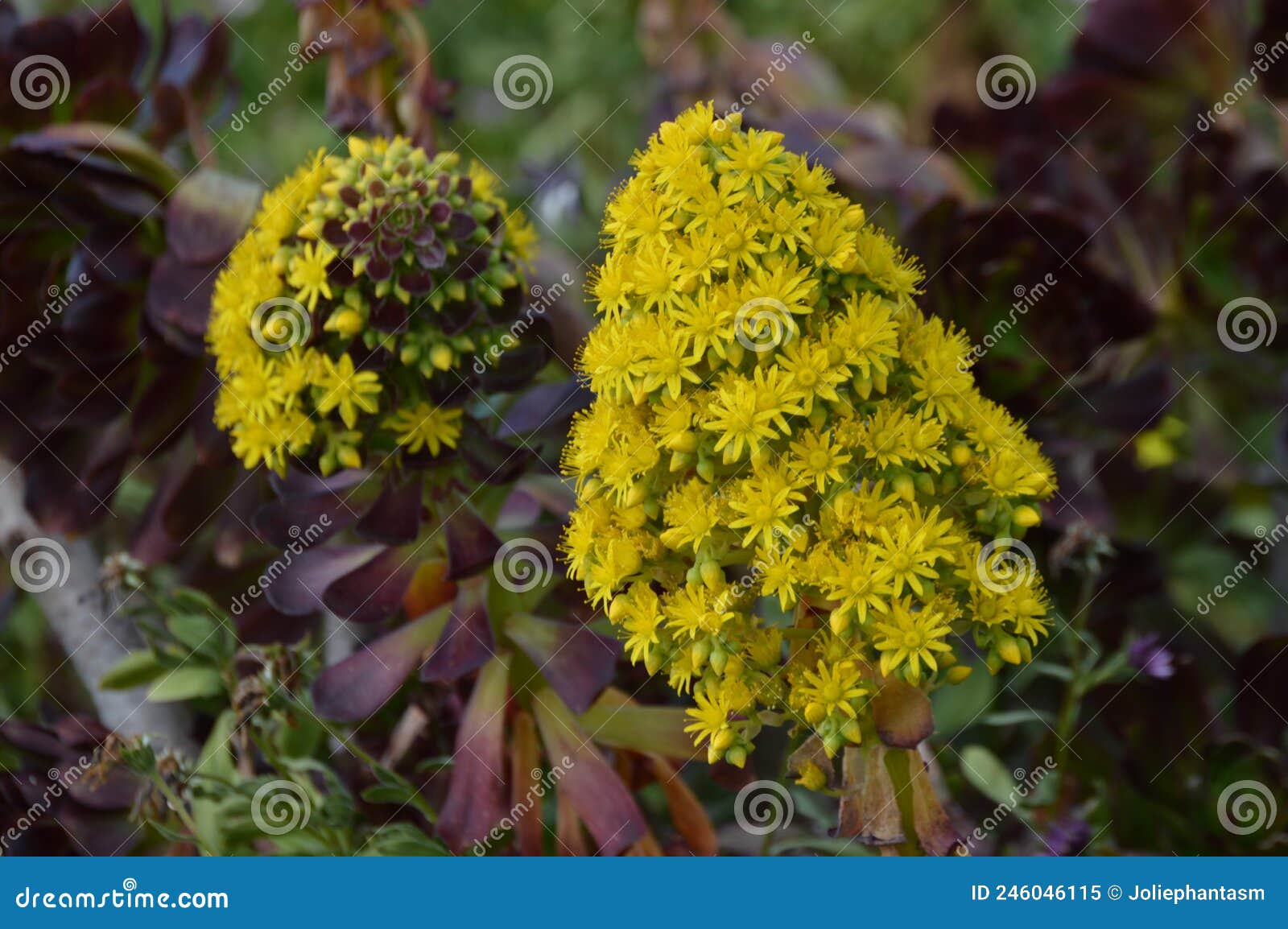 Pyramidal Panicle Aeonium Arboreum Yellow Flowers and Purple Leaves ...