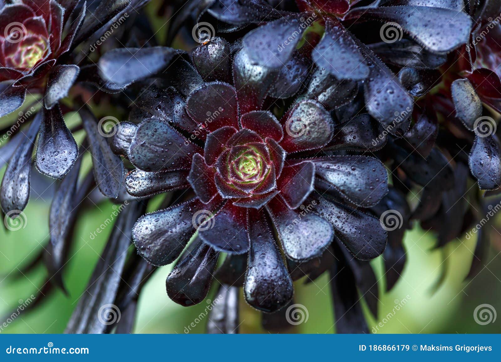 Aeonium Arboreum Var. Atropurpureum F Stock Image - Image of plant ...