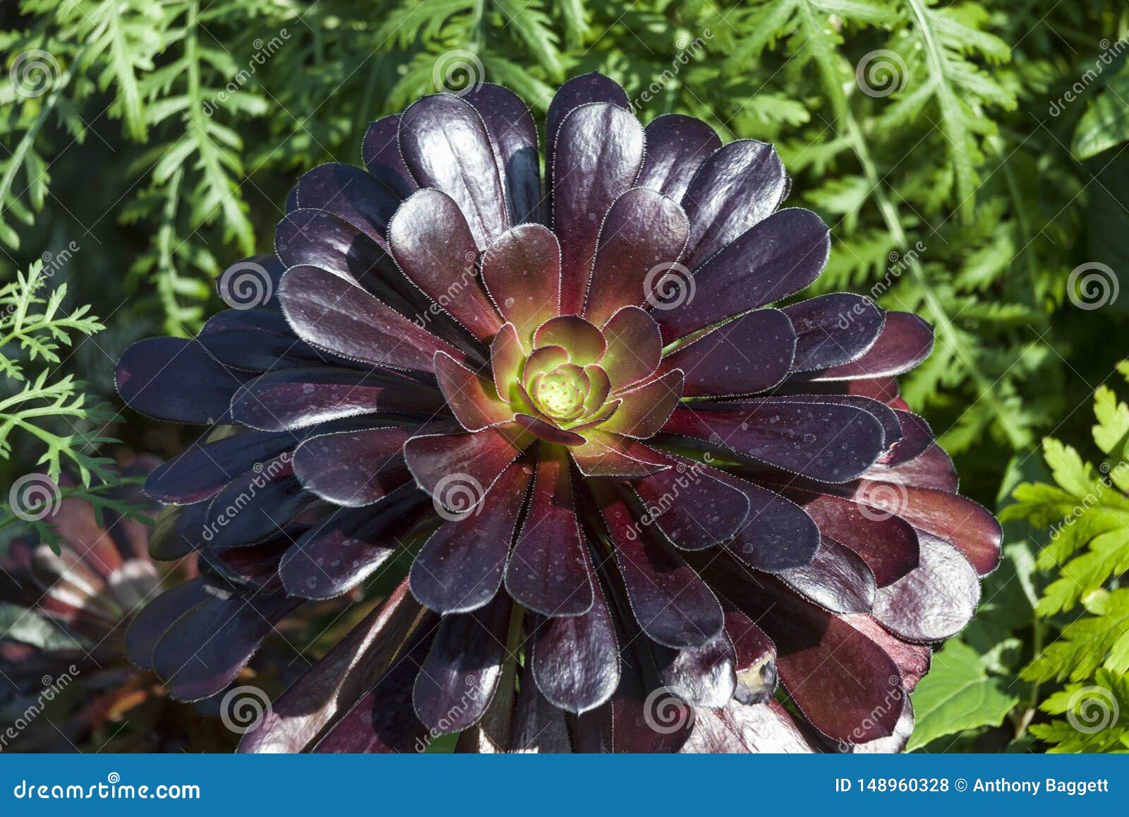 Aeonium stock photo. Image of horizontal, macro, nature - 148960328