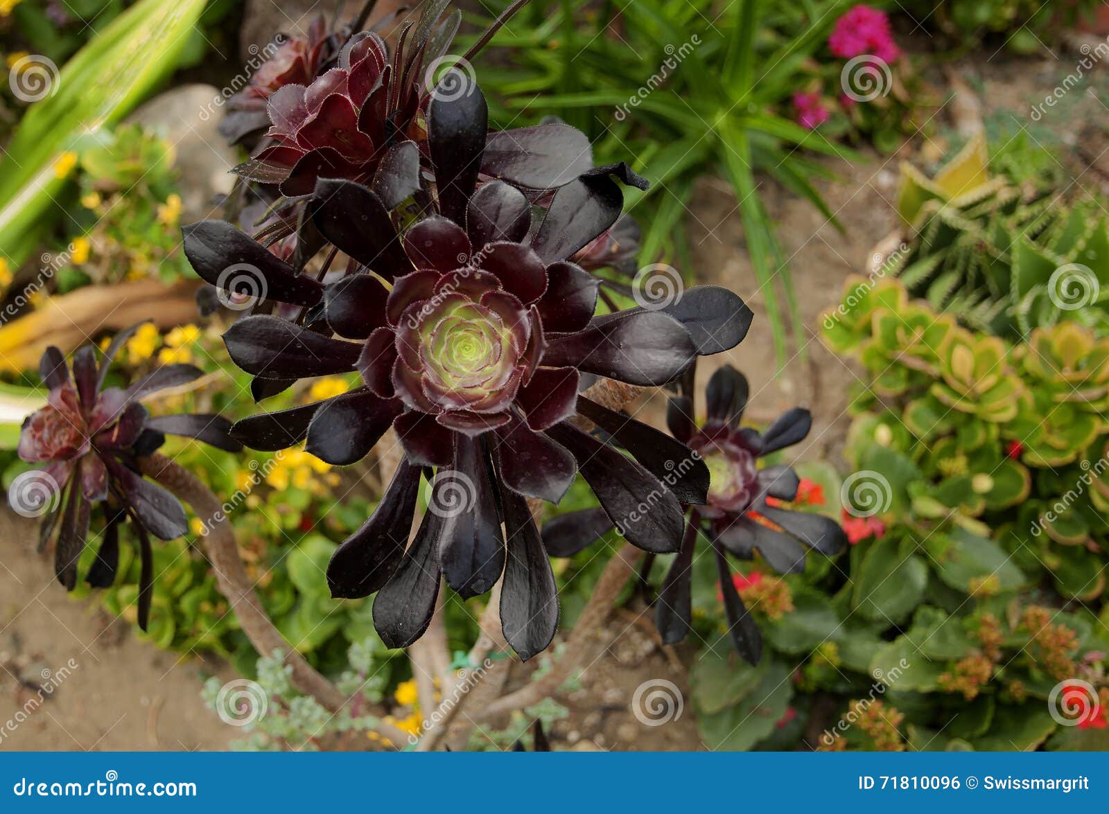 Aeonium Cyclops Succulent Plant Stock Photo - Image of beautiful ...