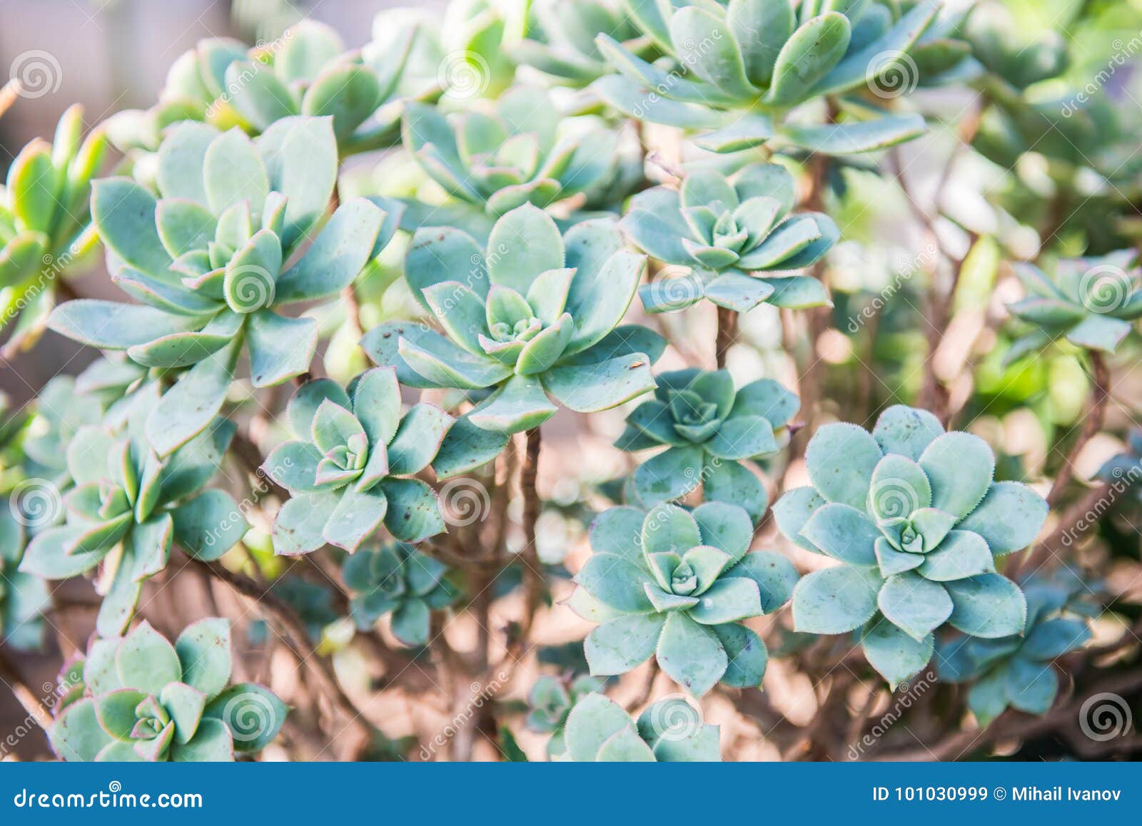 aeonium gomerense, endangered