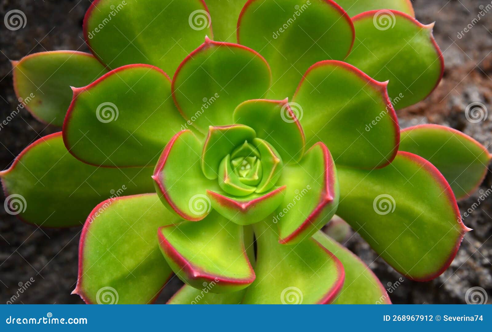 aeonium haworthii is an endemic succulent growing on tenerife, canary islands,spain close up.