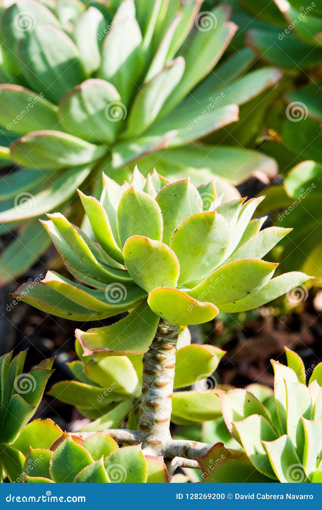 Aeonium valveldense stock photo. Image of island, flower 128269200