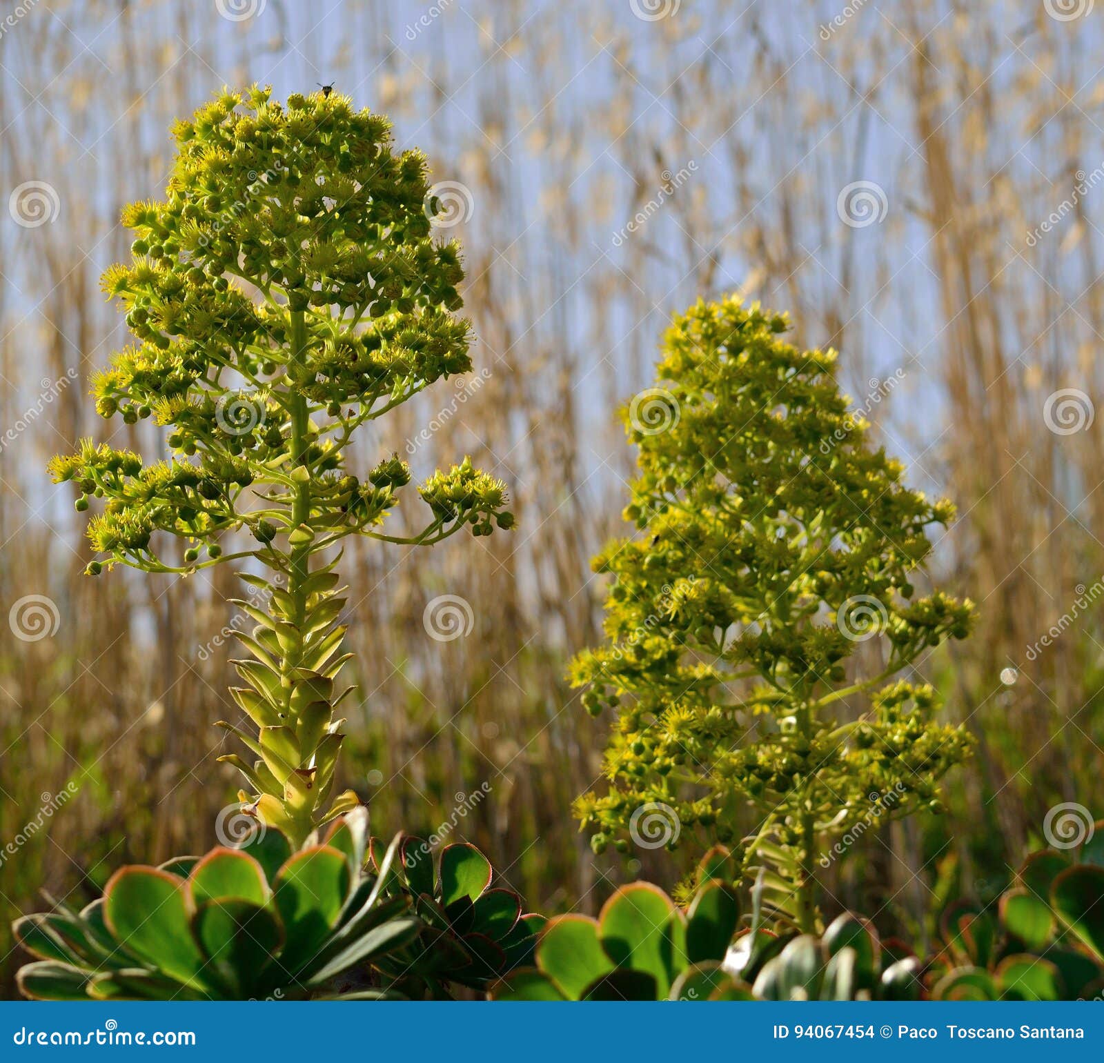 Aeonium Wildflowers. Köpfchen des wilden Aeonium, Kanarische Inseln