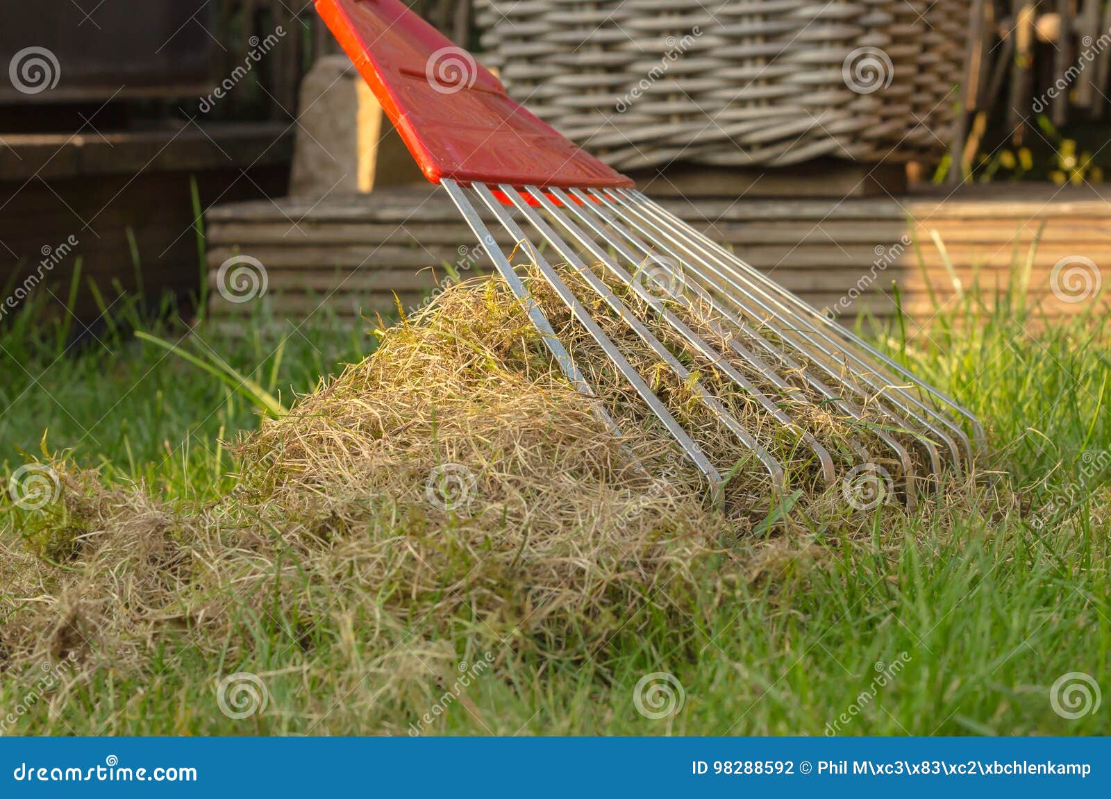 Aerating and Cleaning the Lawn with a Big Rake. Stock Photo - Image of ...