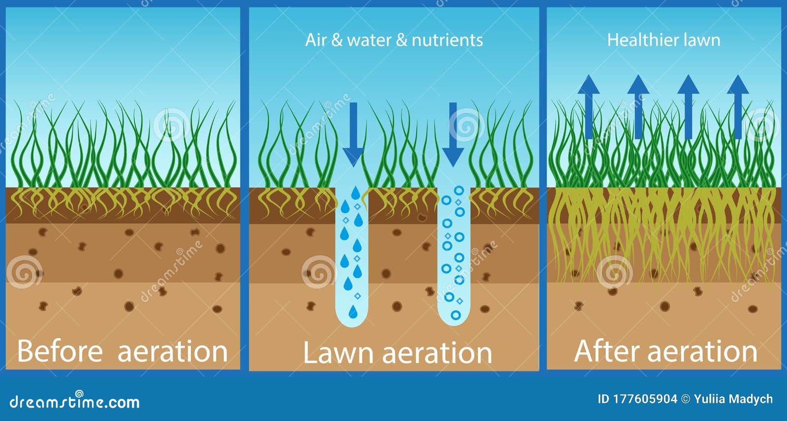 aeration of the lawn. enrichment with oxygen water and nutrients to improve lawn growth. before and after aeration: gardening,