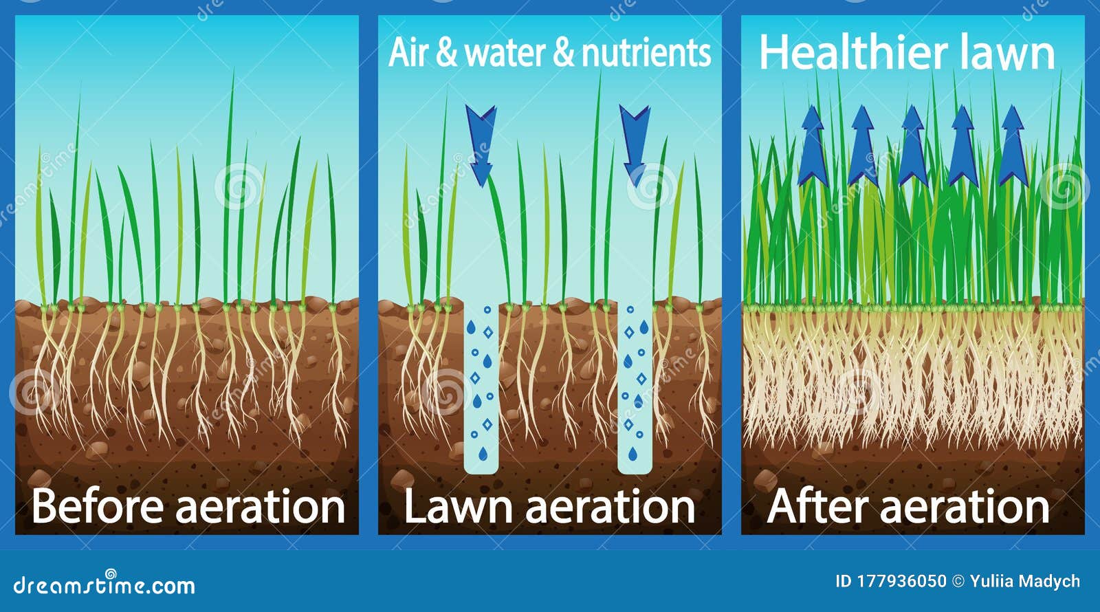 aeration of the lawn. enrichment with oxygen water and nutrients to improve lawn growth. before and after aeration: gardening,