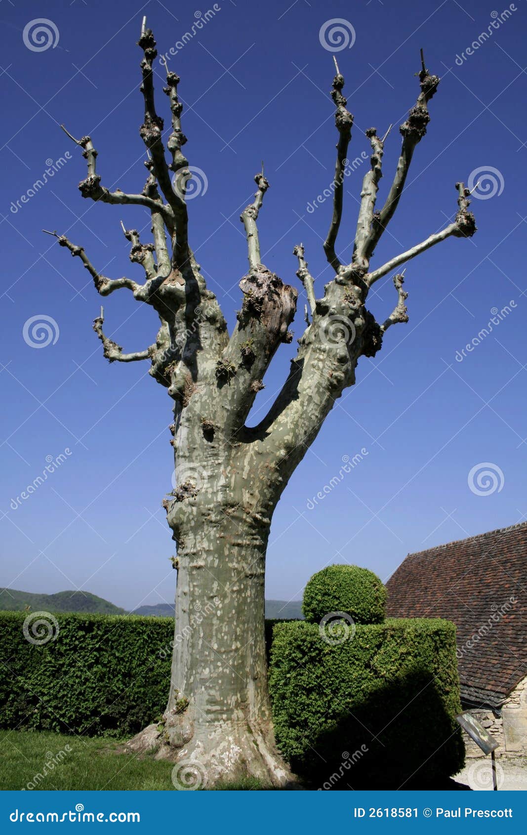 Aereo-albero nel verde in giardino e su cielo blu