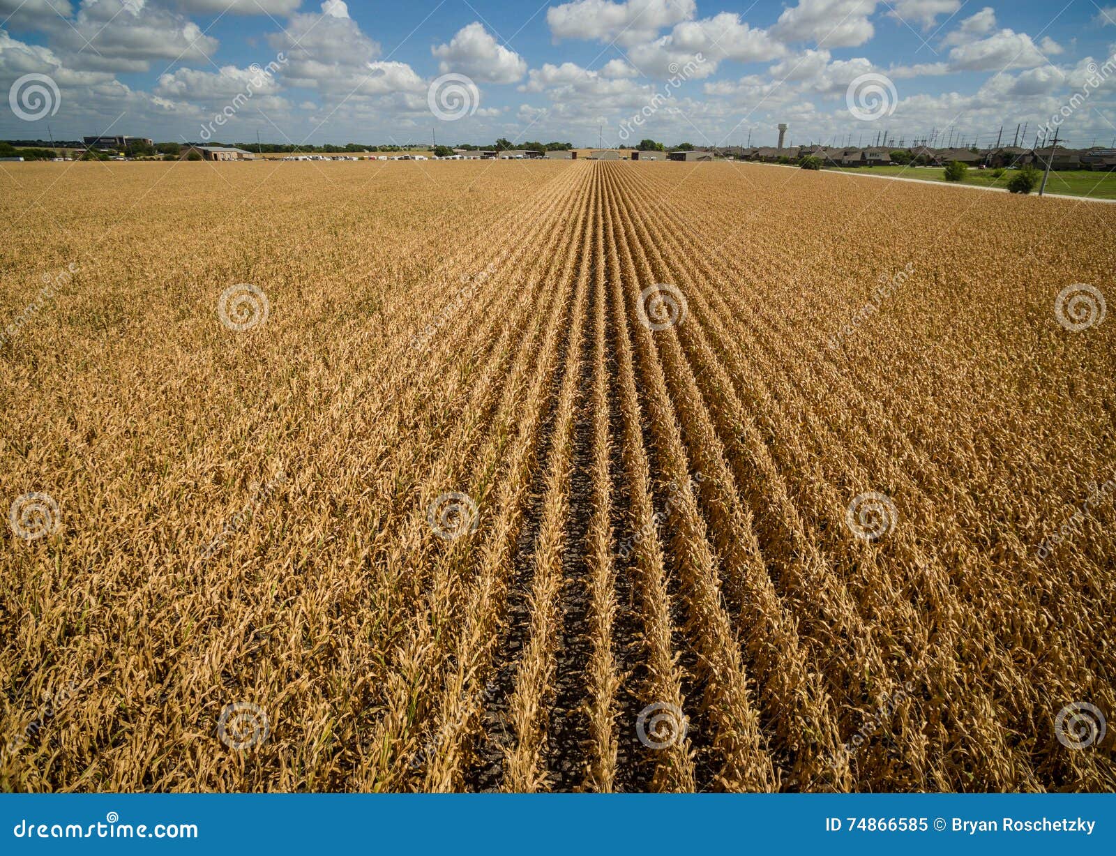 aerial drone view above corn crops long rows of corn dry drought climate change