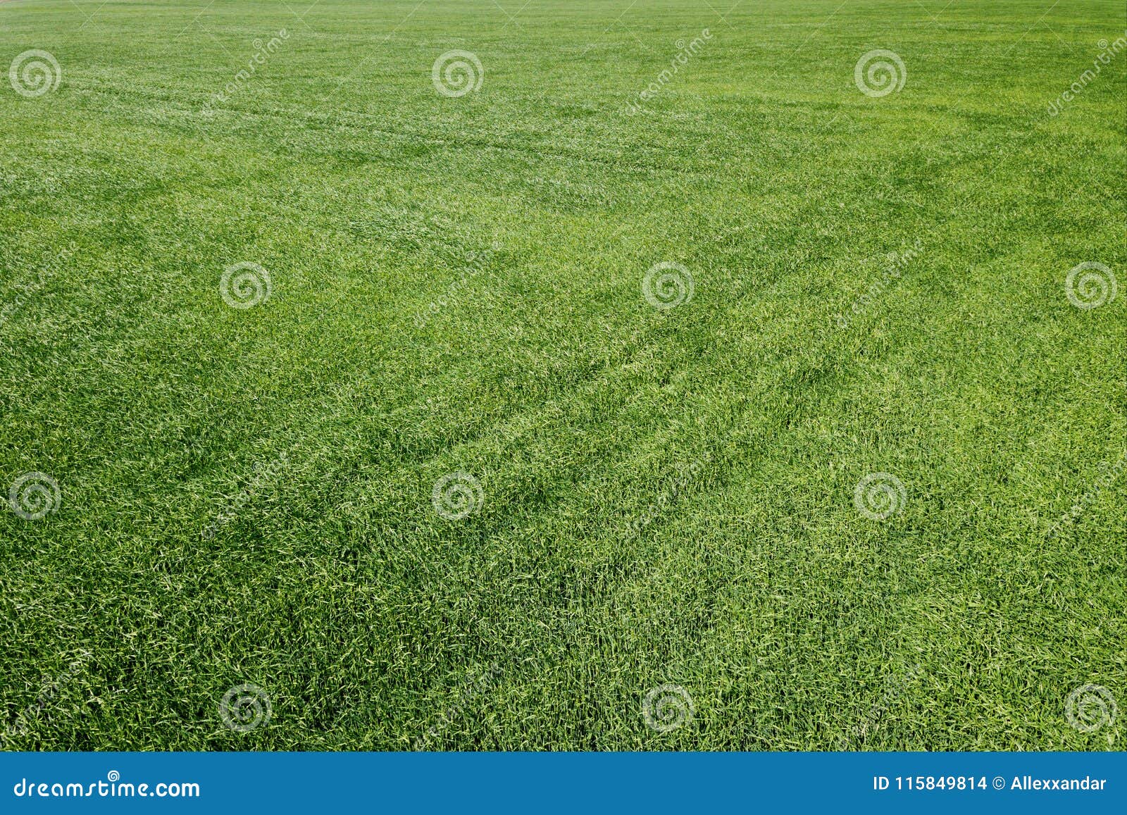 Aerial Green Wheat Field. Aerial View Large Green Field Stock Photo