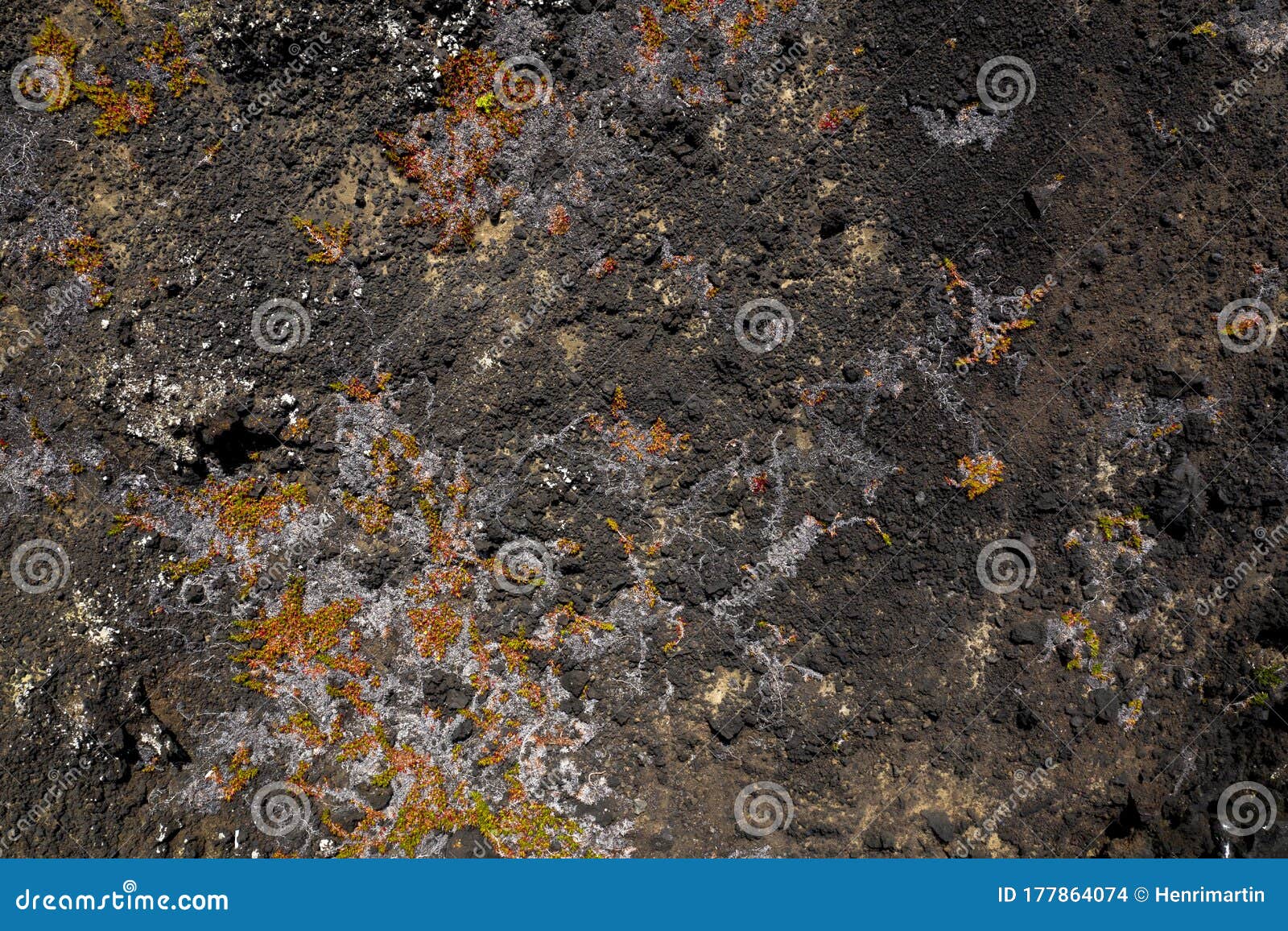 aerial image showing colorful orange vegetation on a black lava beach at the westcoast of faial island, azores