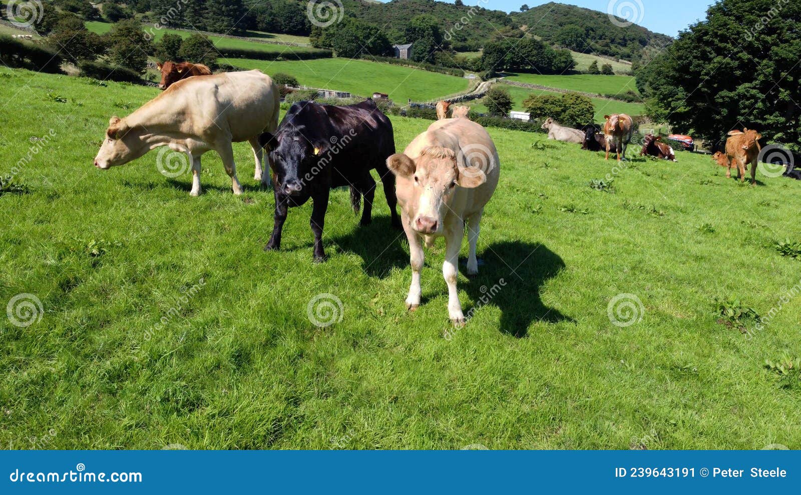 aerial photo of cattle cows a bull and calves in field of grass at farm in uk