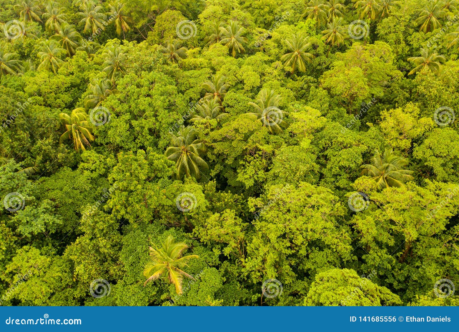 Aerial of Rainforest Canopy on Island in Papua New Guinea Stock Photo
