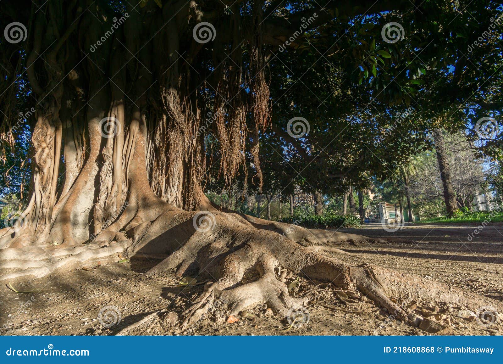 aerial roots. old tree roots simulating a hand