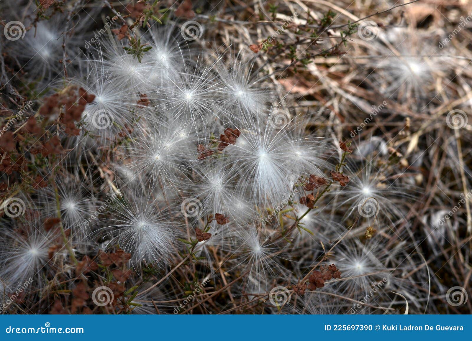 aerial seed plants in summer