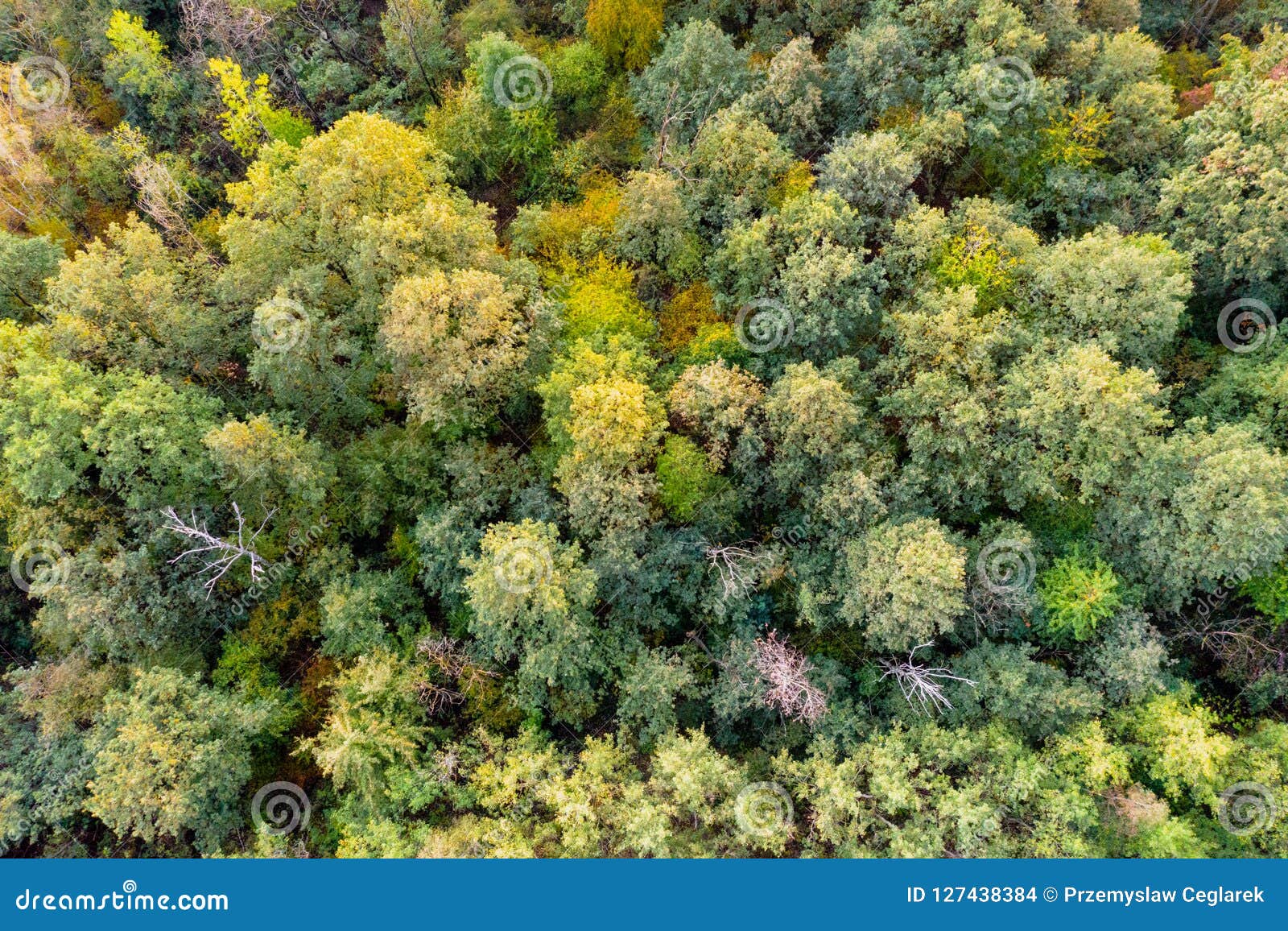 Aerial Top Down View on Autumn Forest Stock Photo - Image of yellow