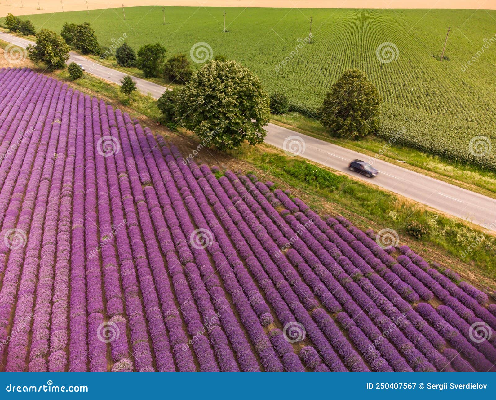 Aerial View of Lavender Field at Summer Day Stock Image Image of land