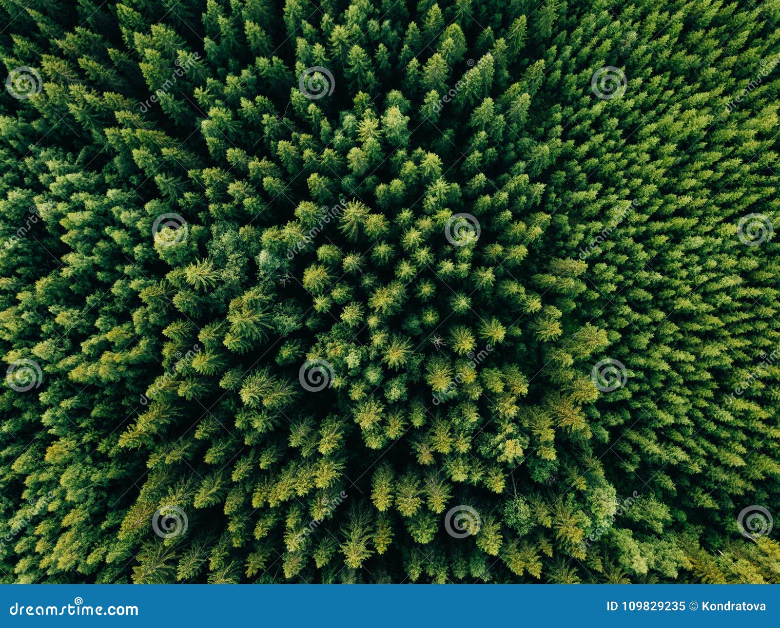 aerial top view of summer green trees in forest in rural finland.