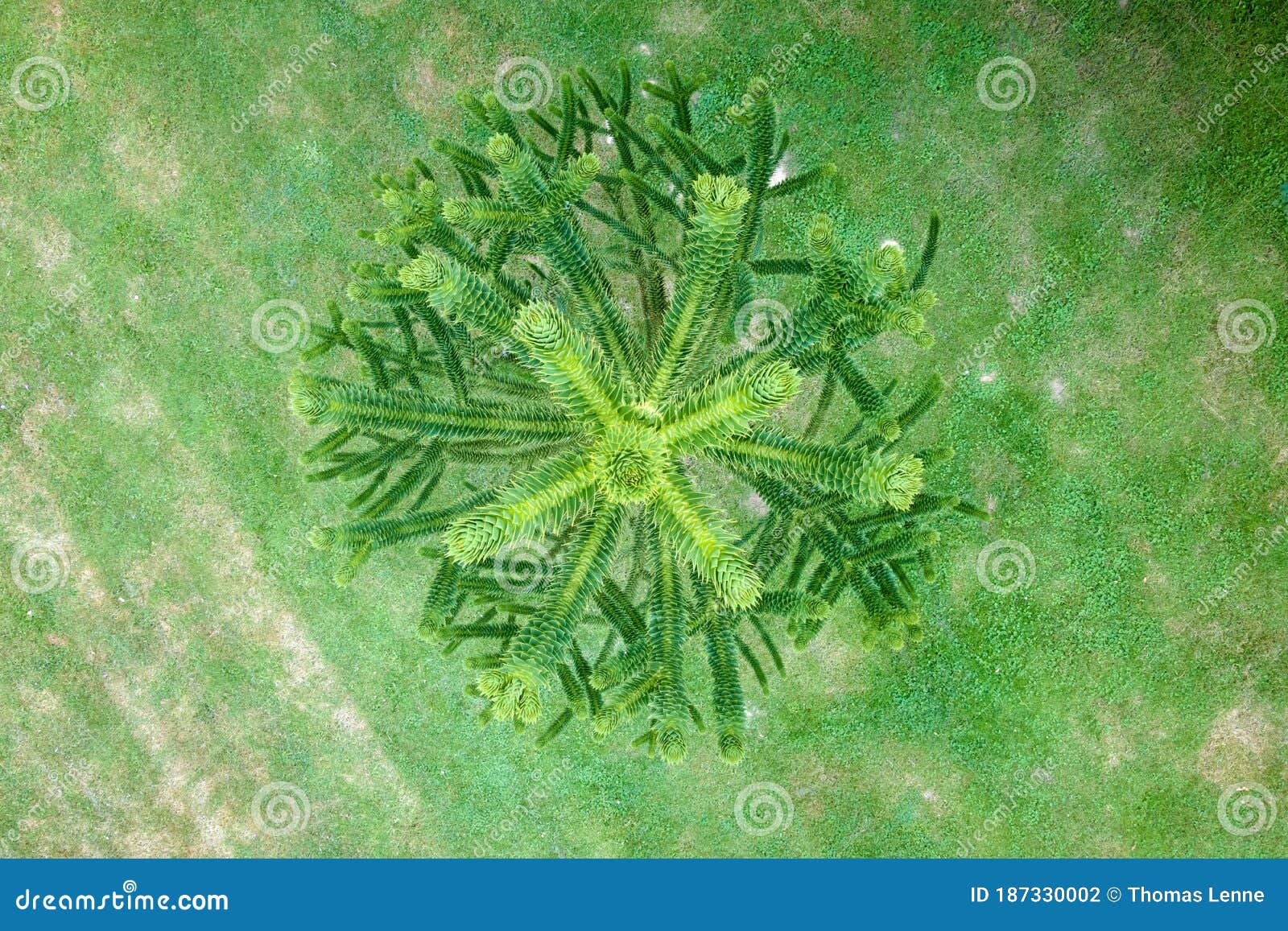 aerial view of araucaria araucaana