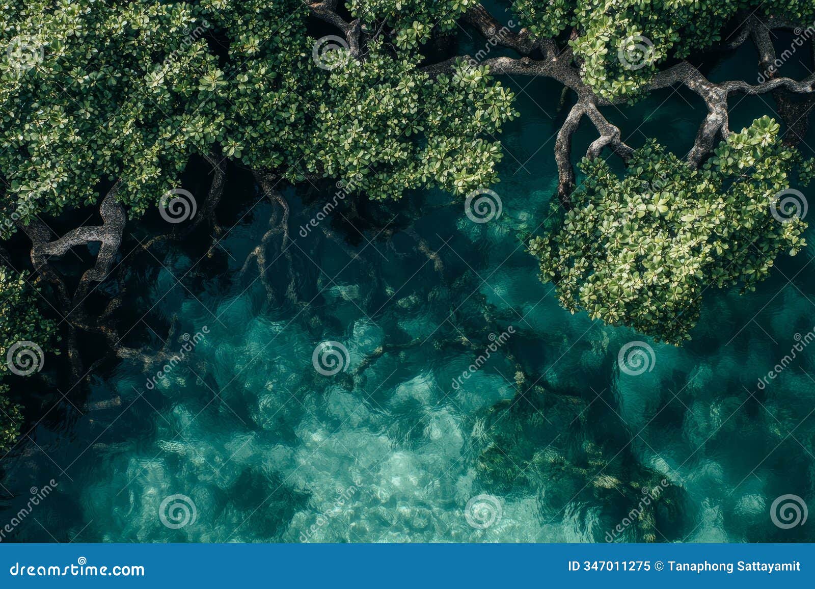 aerial view of coastal mangrove forest and crystal clear water stunning aerial shot of a mangrove forests intricate roots
