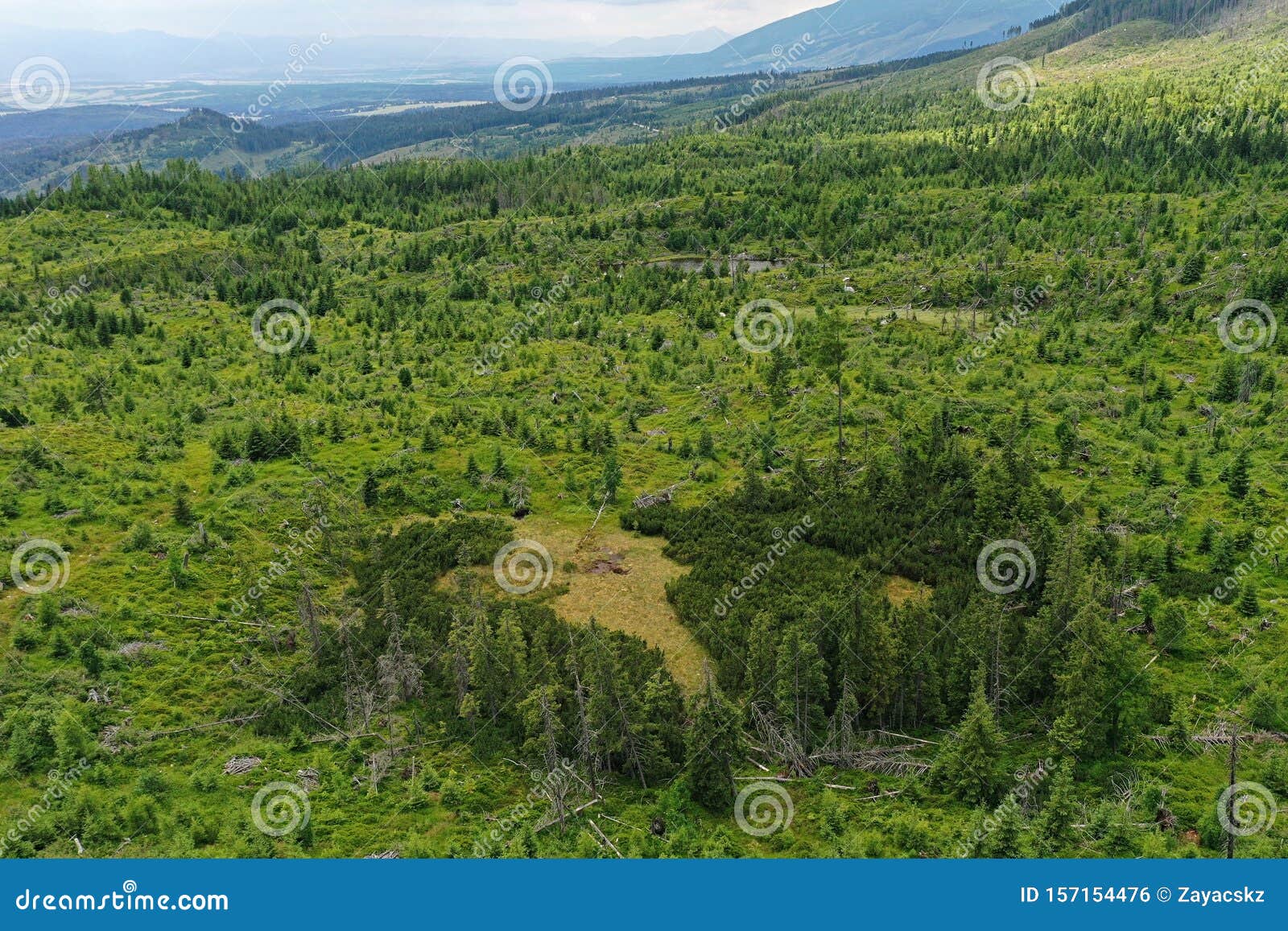 aerial view of coniferous mountain forest in vysoke tatry mountains, slovakia, recovering after disastrous windstorm slash.