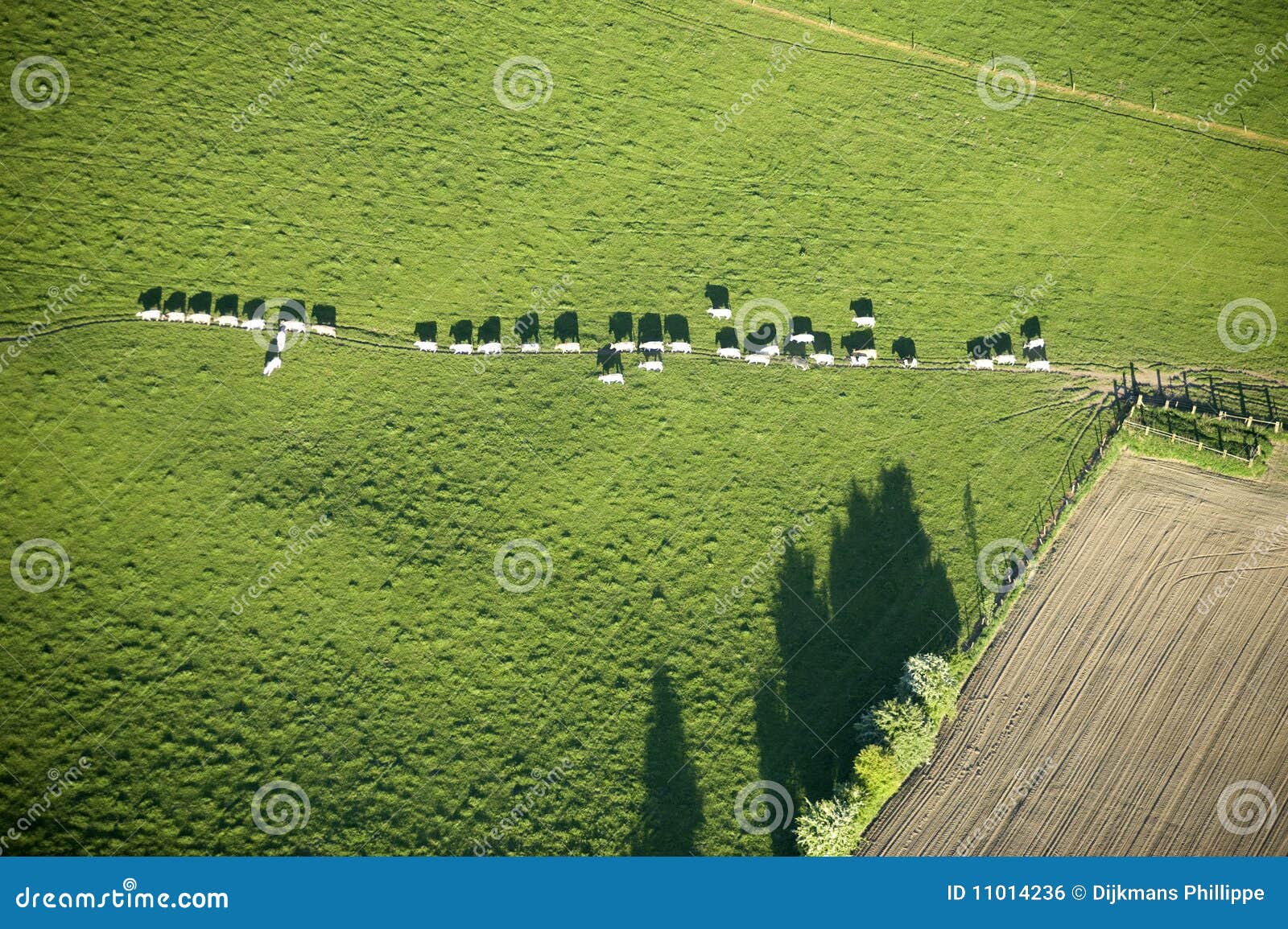 Aerial View Cows in Queue Crossing a Meadow Stock Photo Image of