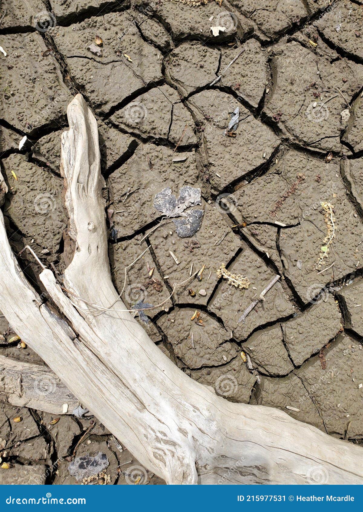 aerial view dried mud cracks with bleached tree branch