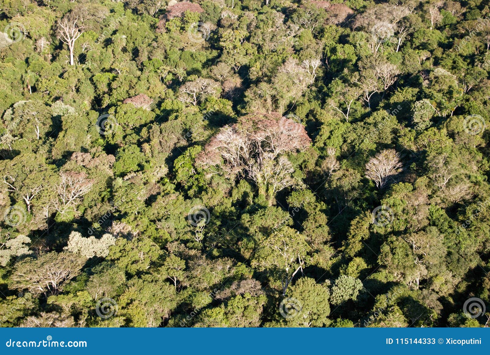 Trees of Atlantic Rainforest Stock Image - Image of rainforest