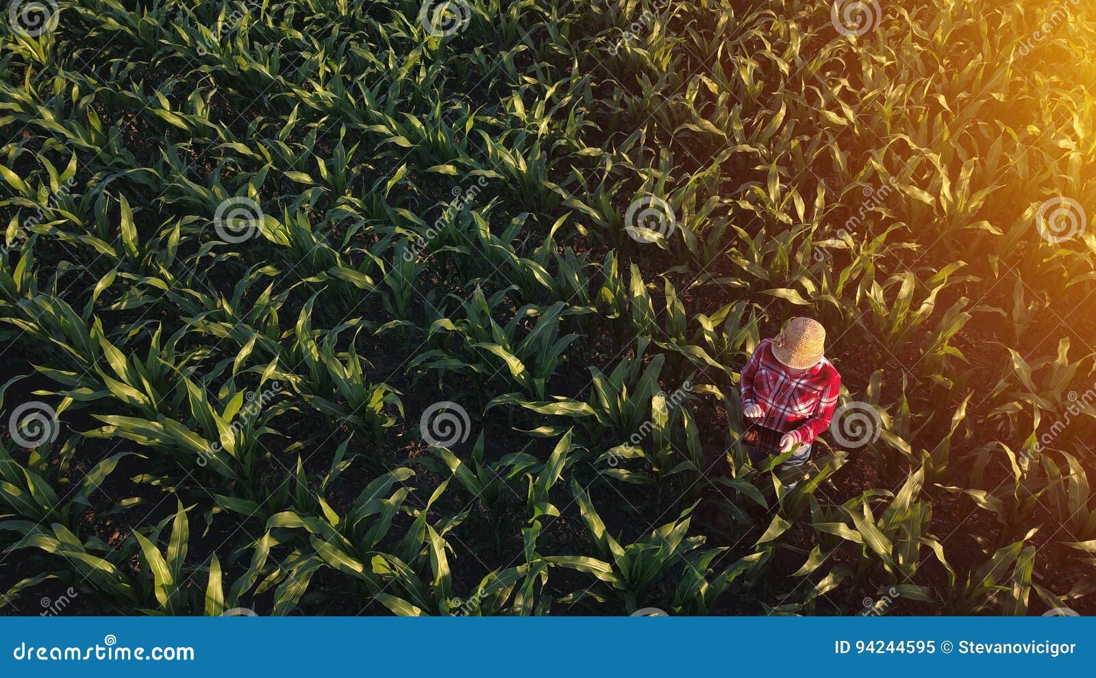 aerial view of female farmer with tablet in corn field