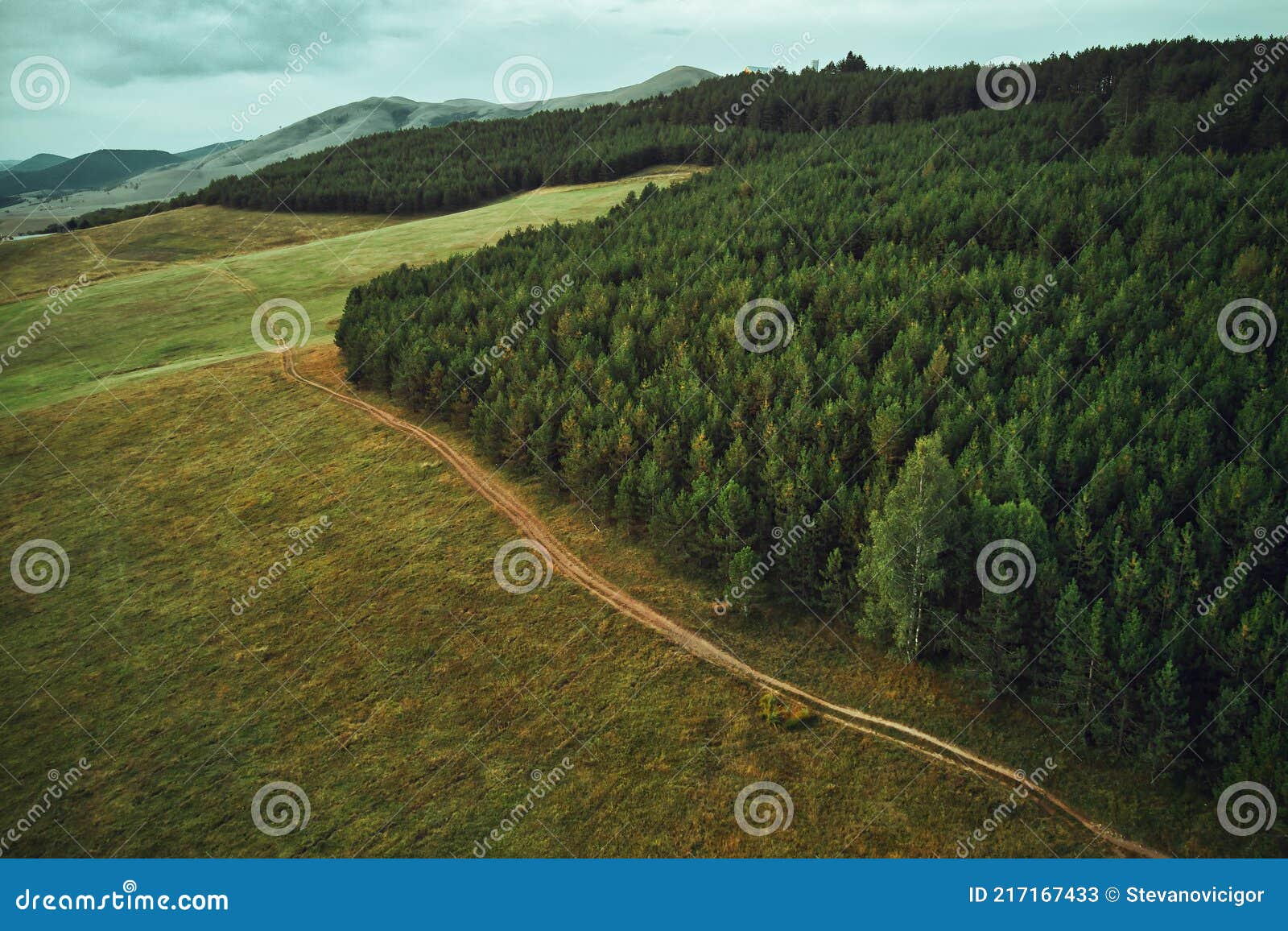 Aerial View Of Golden Pine Forest At Zlatibor Mountain In Serbia Stock