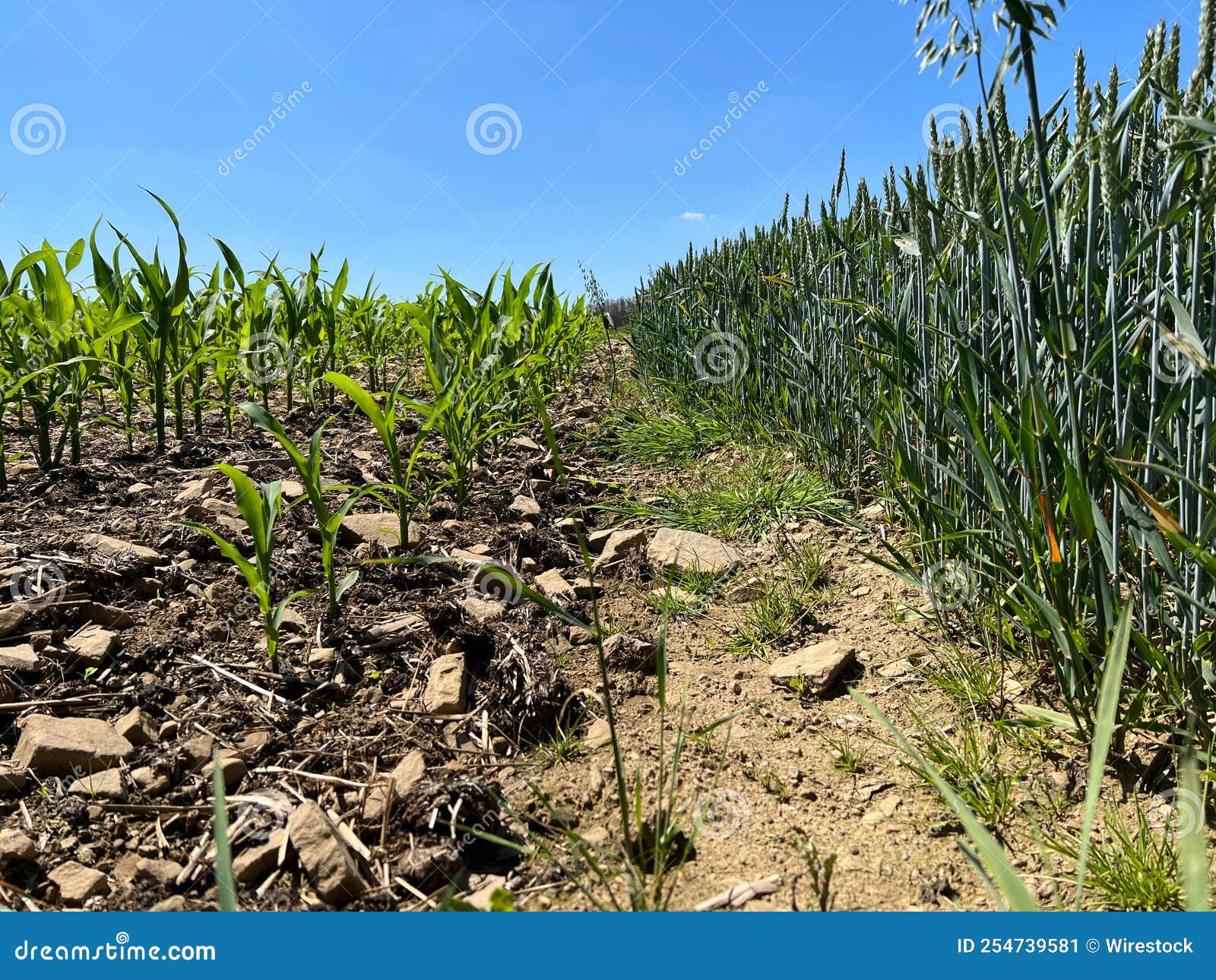 aerial view of greenery field with growing corn and rye