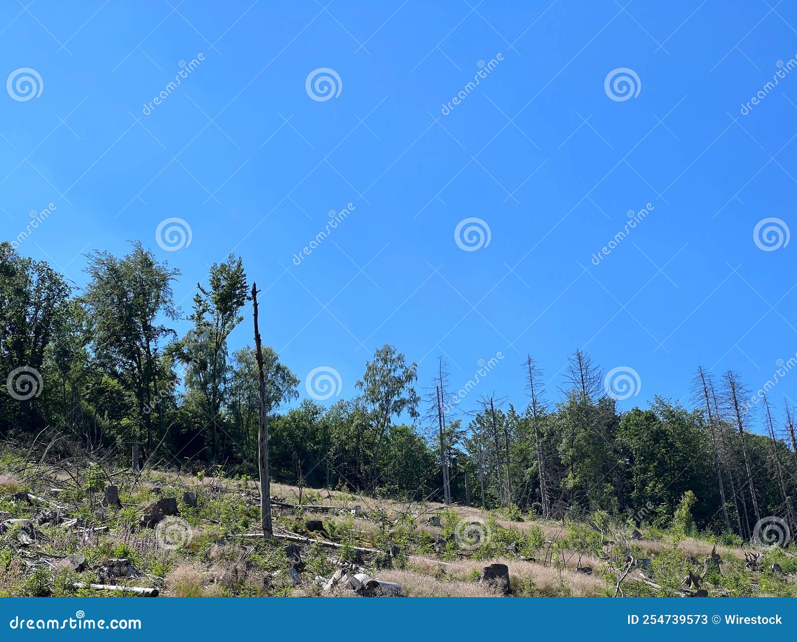 Aerial View Of Greenery Field Surrounded By Dense Trees Stock Image