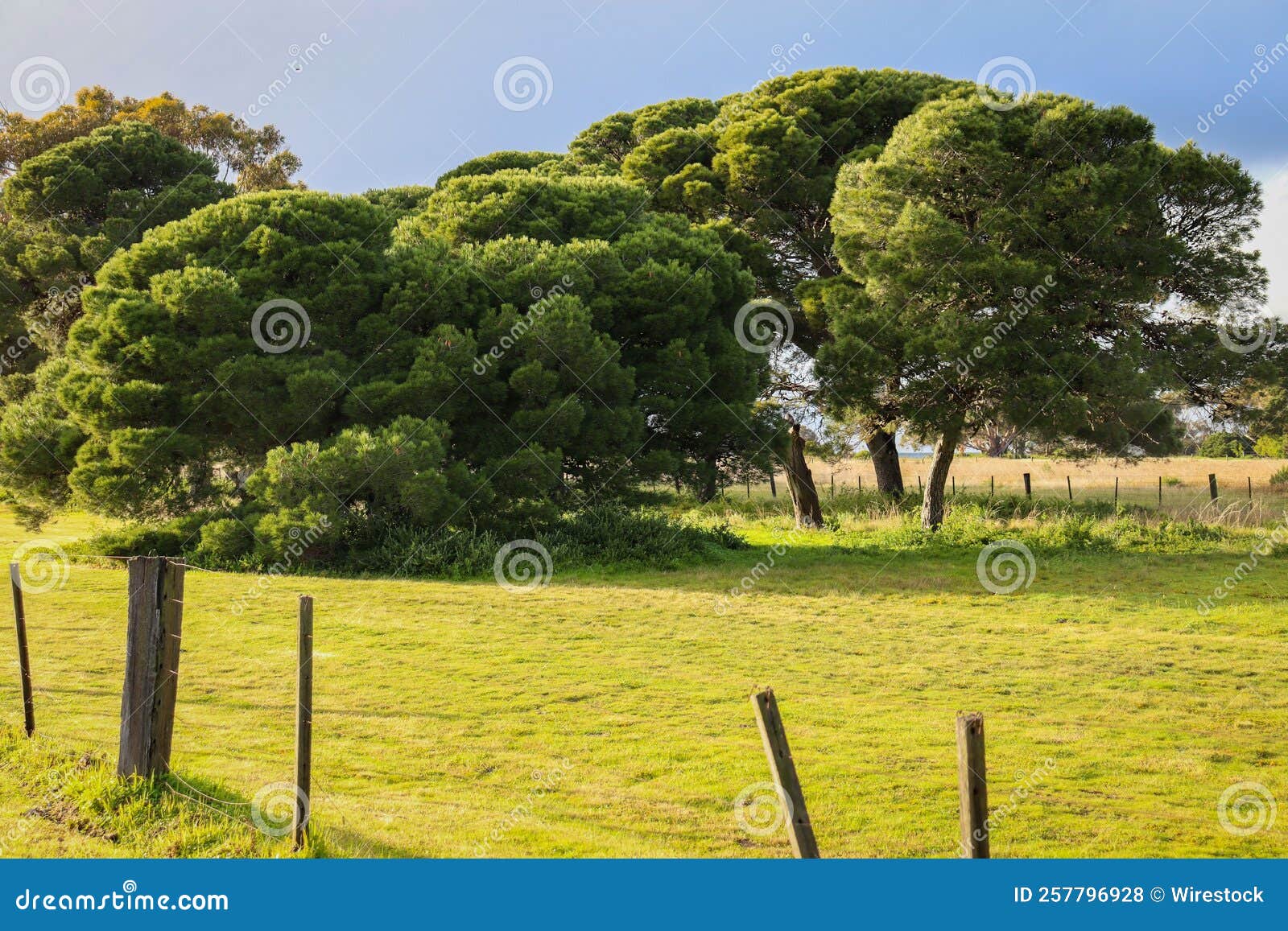 Aerial View Of Greenery Field Surrounded By Dense Trees Stock Photo