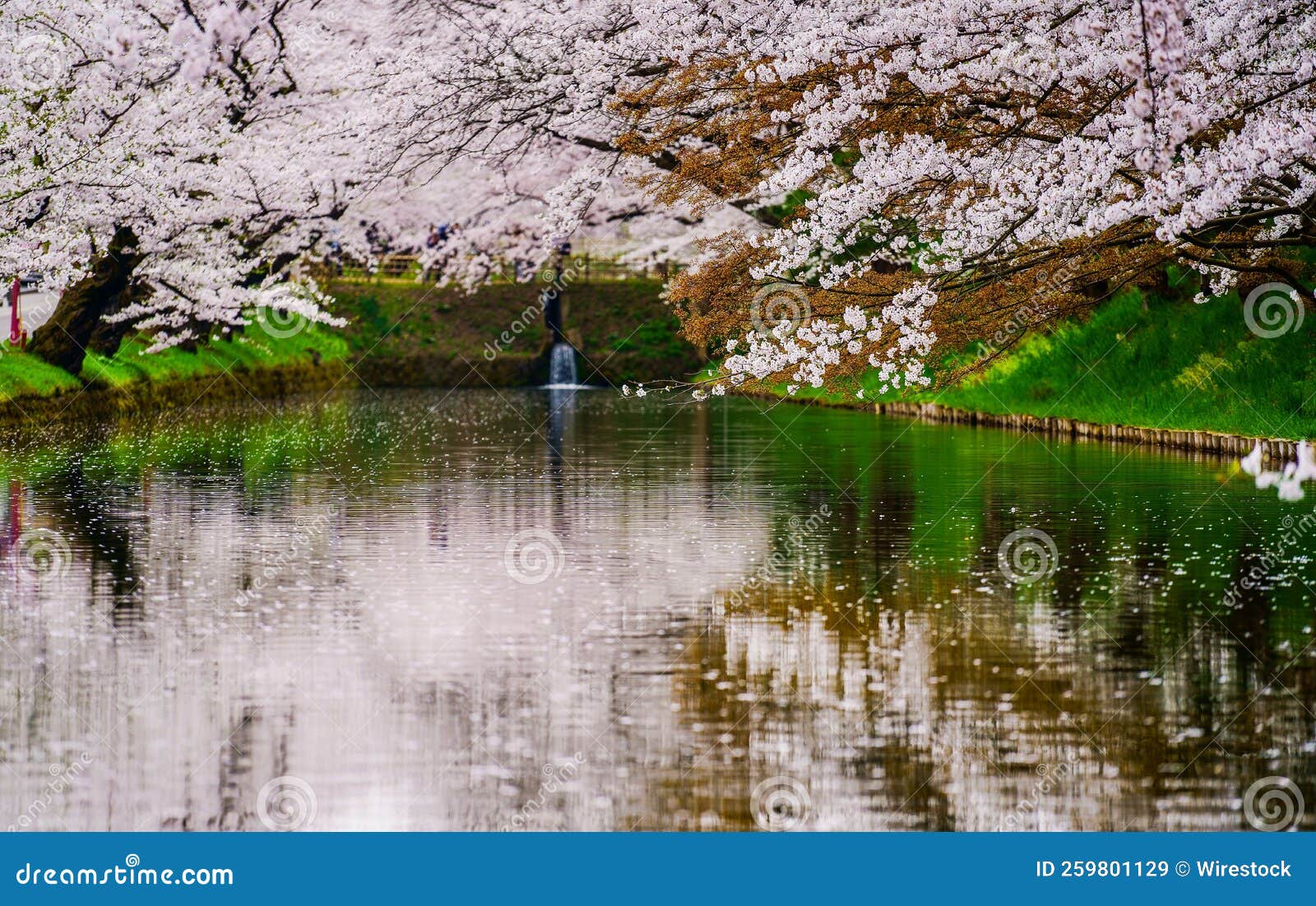 Aerial View of Lake with Waterfall Surrounded by Blooming Trees Stock ...