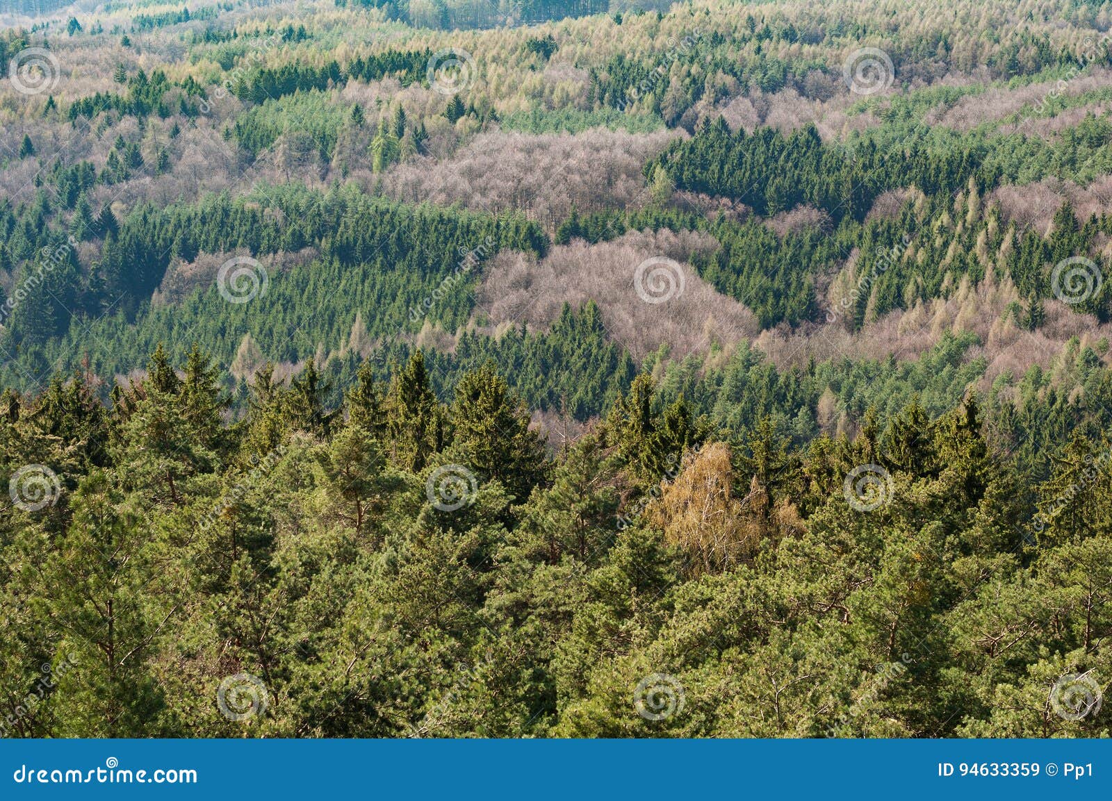 Aerial View of Large Forest Landscape, Pine Deciduous Trees Stock Image