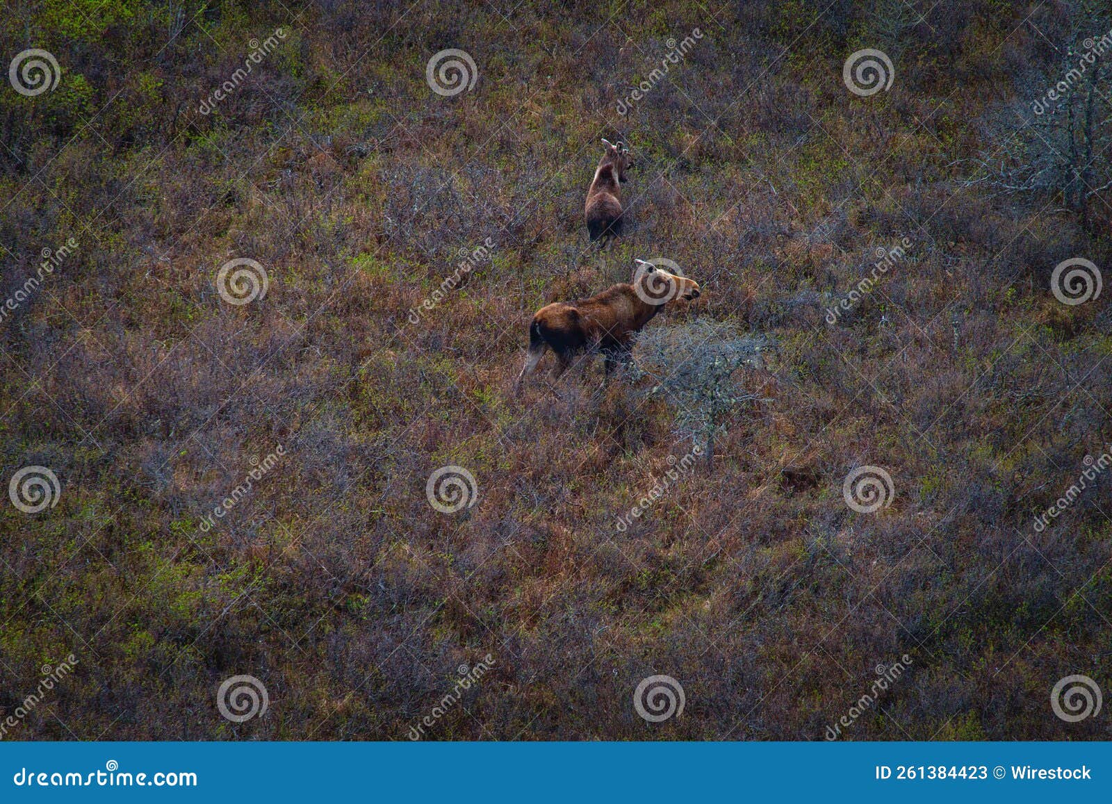 aerial view of majestic alaska moose in a field of grass and shrubs