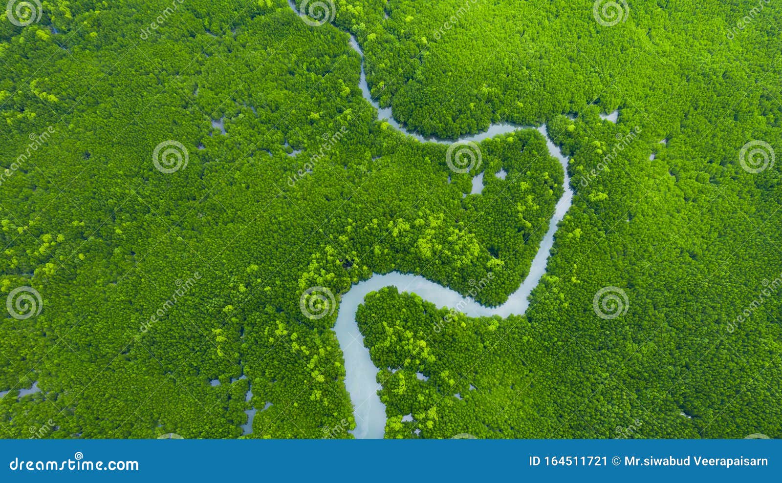 Aerial View Mangrove Jungles In Thailand River In Tropical Mangrove