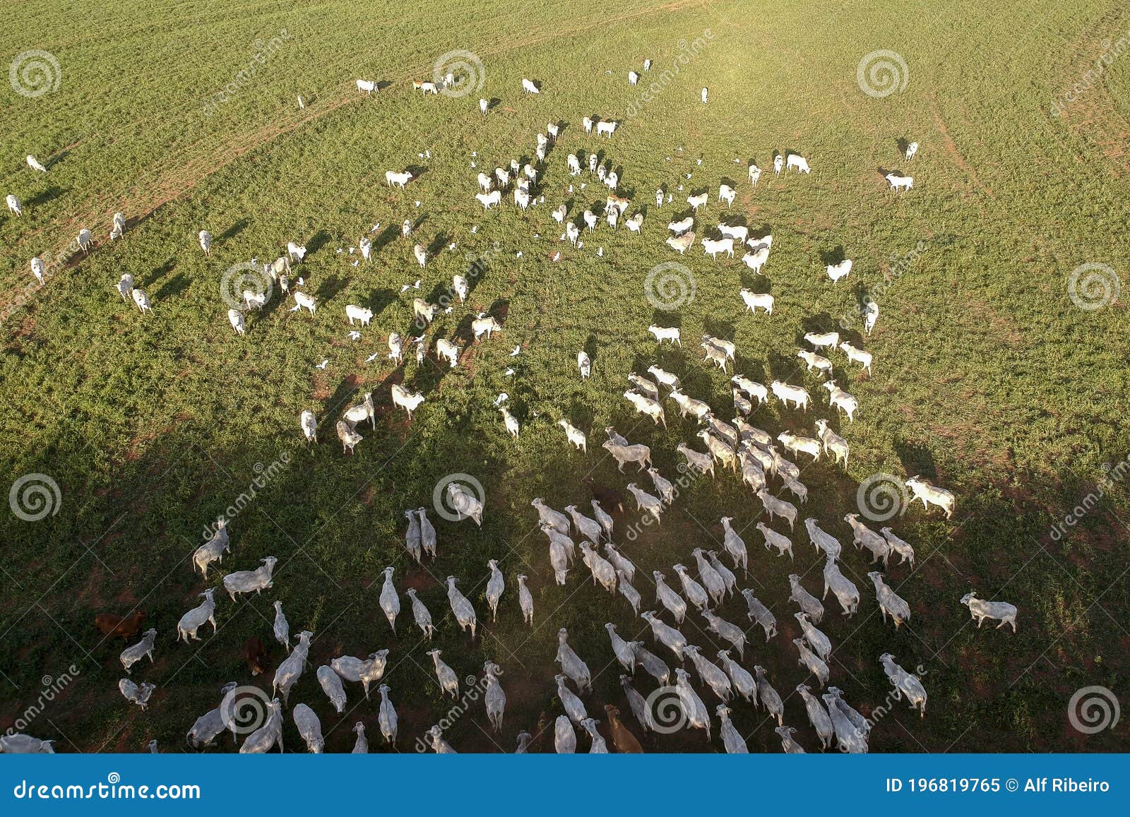 aerial view of nelore cattle on pasture