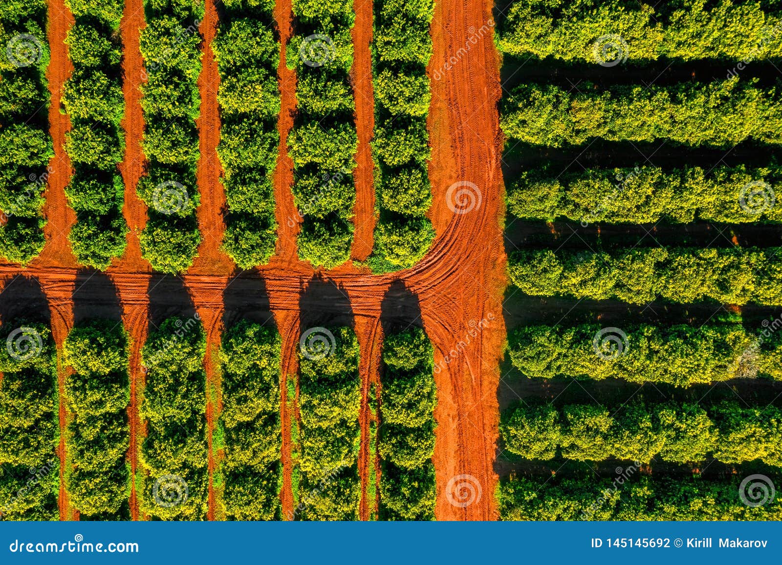 aerial view of orange grove farm field