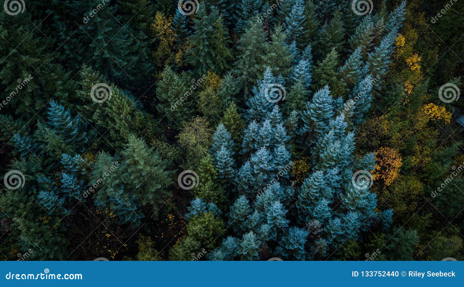 evergreen trees in washington state