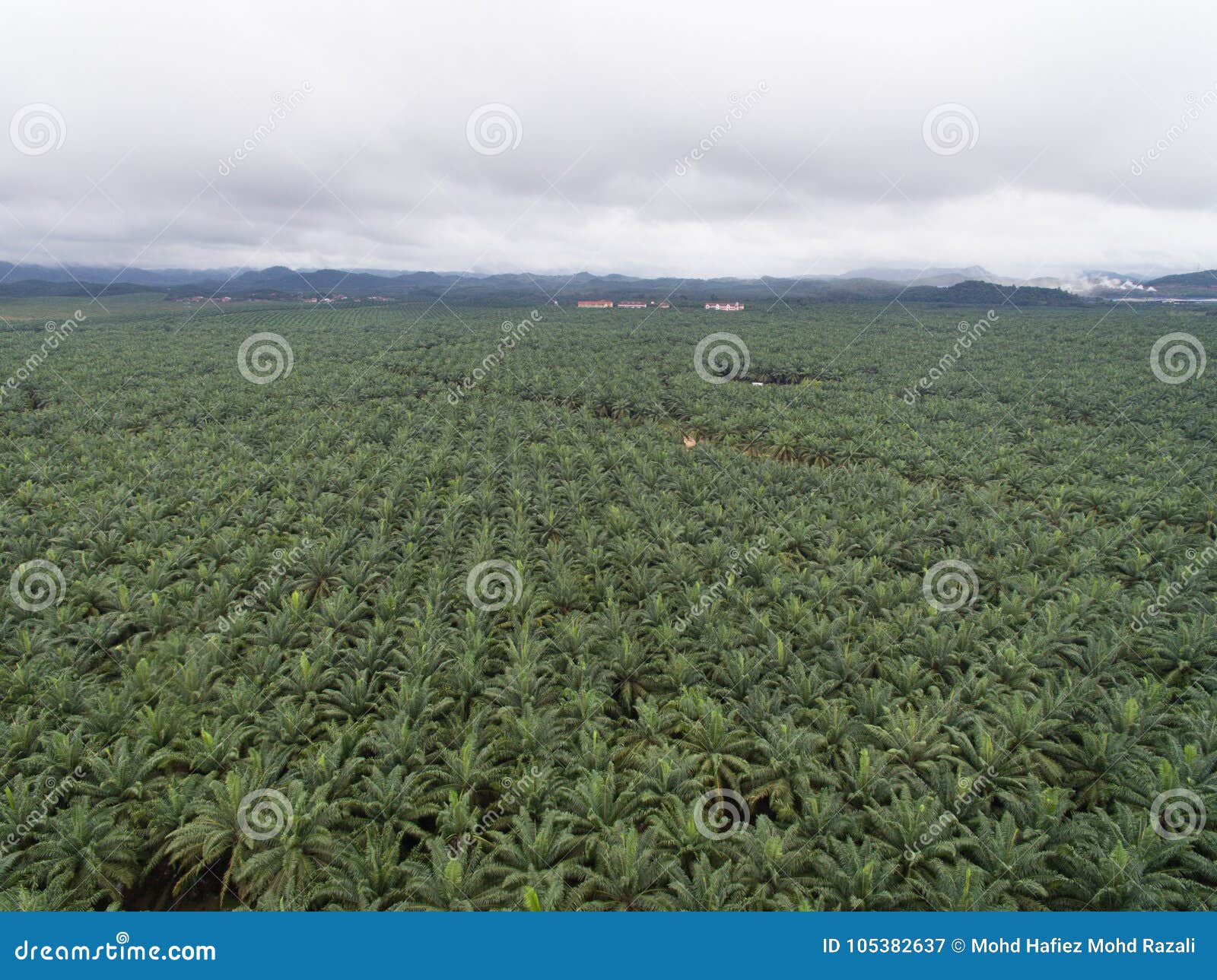 aerial view of palm oil plantation located in kuala krai,kelantan,malaysia,east asia
