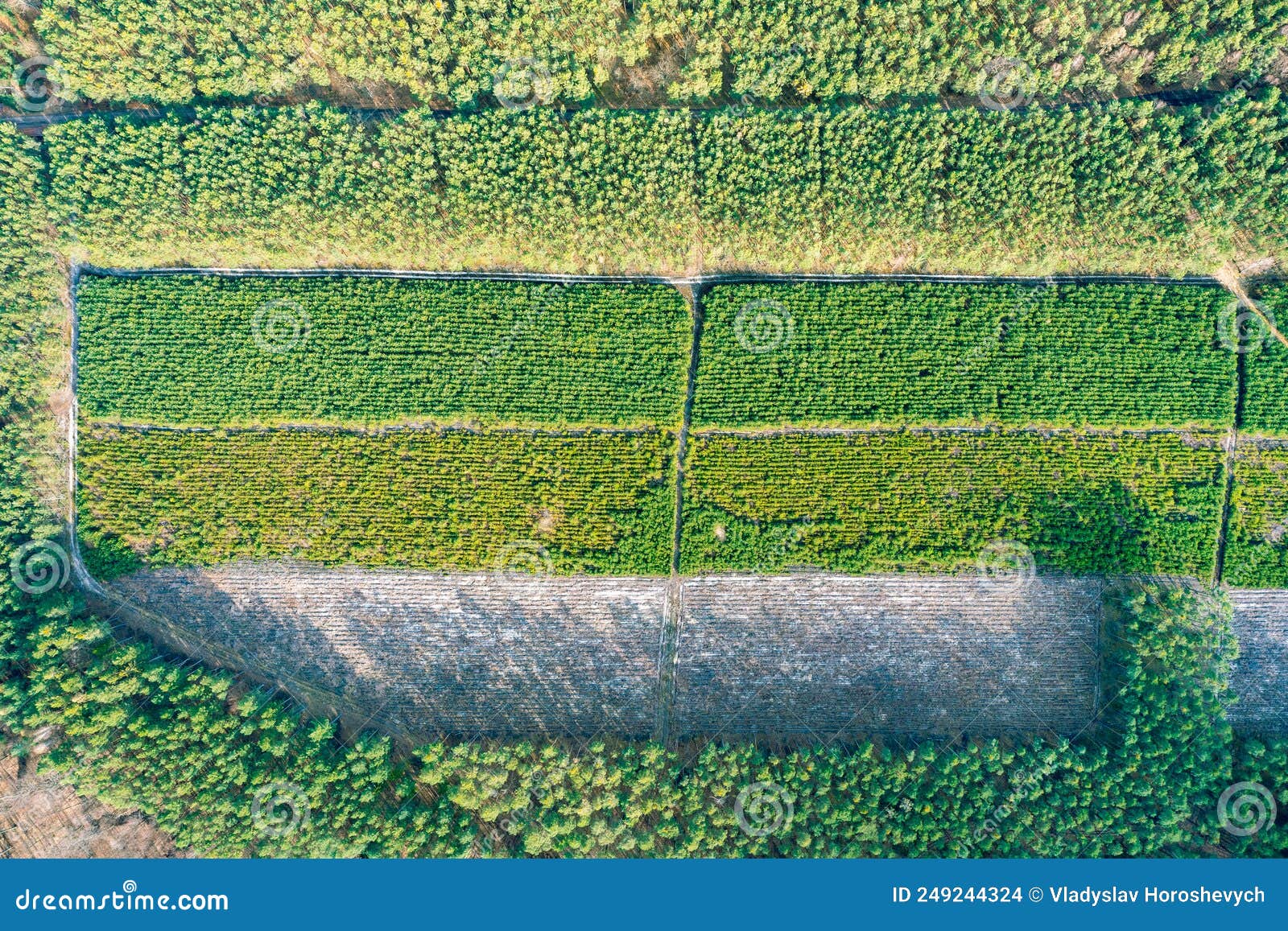 Aerial View of Plantations of Young Trees in the Forest, Deforestation