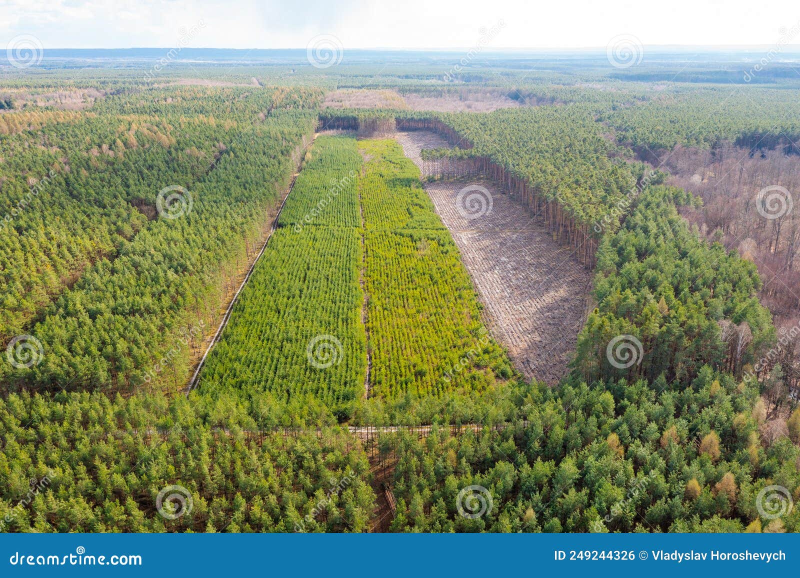 Aerial View of Plantations of Young Trees in the Forest, Deforestation