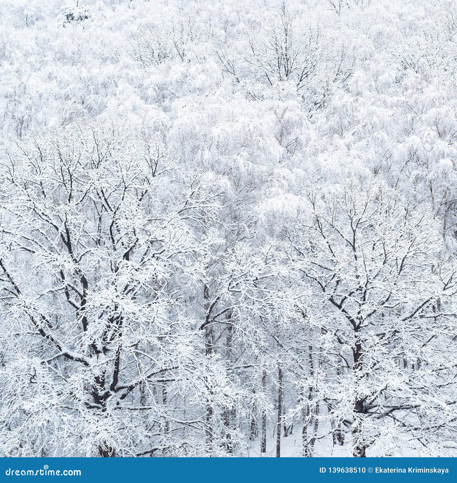 Aerial View of Snow-covered Oak Trees in Grove Stock Photo - Image of ...