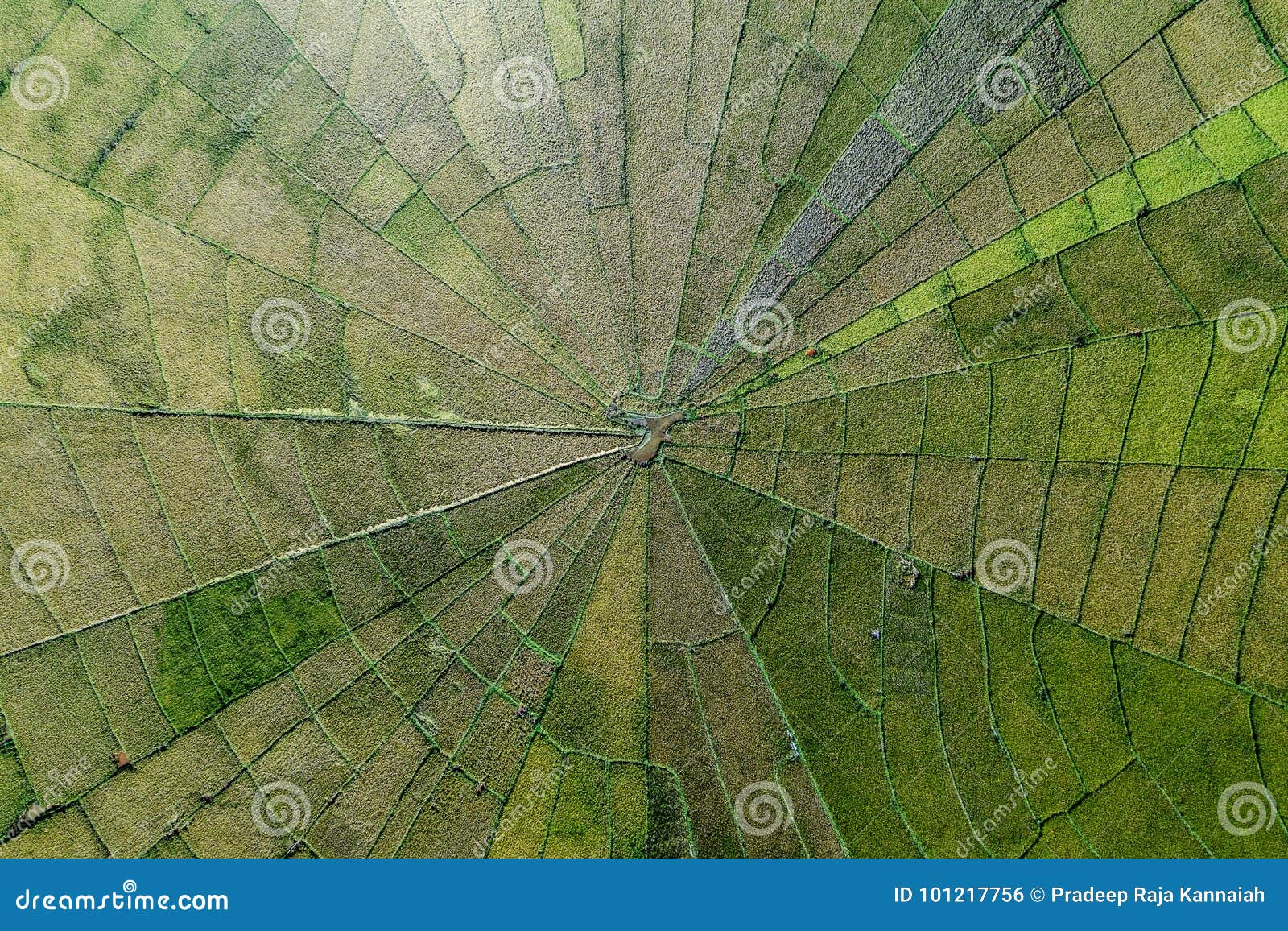 aerial view of spider net paddy field located in meler village, ruteng, flores, indonesia