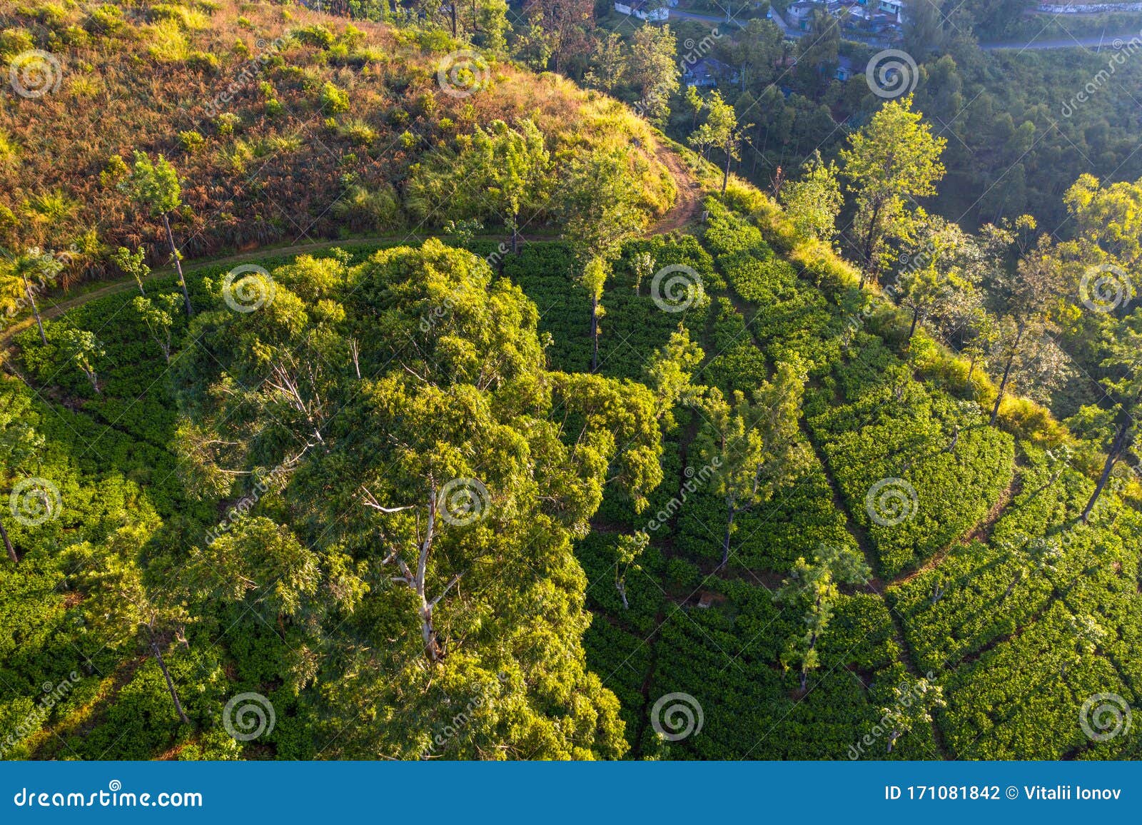 aerial view of tea plantations and the valley during sunrise on sri lanka